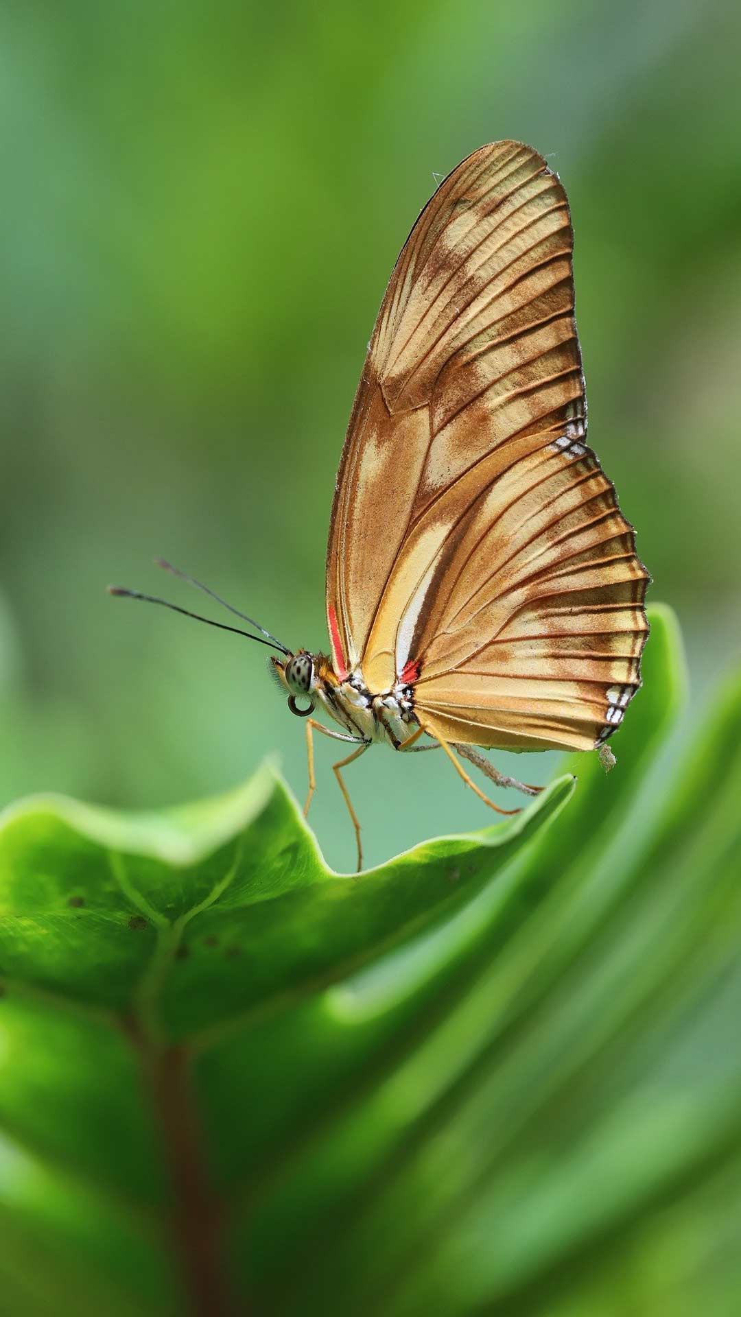 Beautiful Butterfly Wallpaper - Brush-footed Butterfly , HD Wallpaper & Backgrounds
