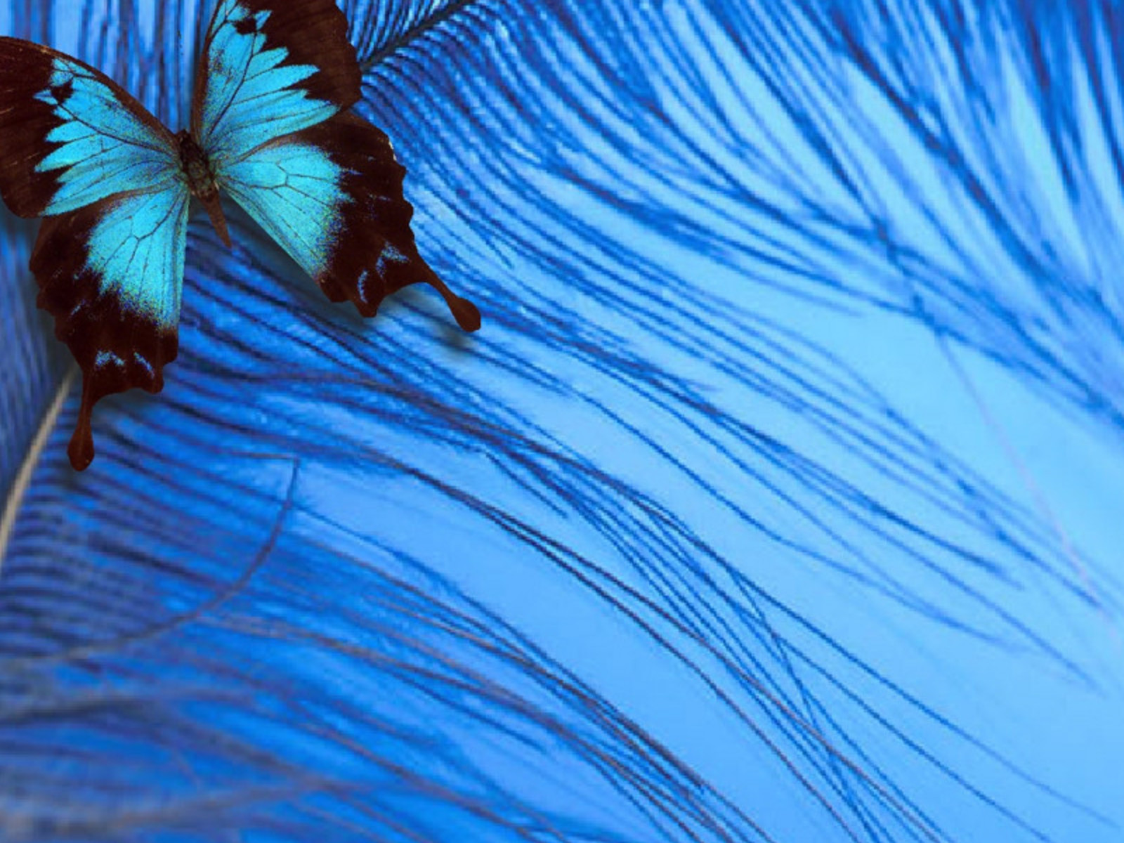 Beautiful Butterflies - Blue Colour Whatsapp Dp , HD Wallpaper & Backgrounds