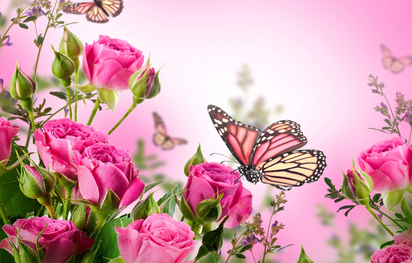 Photo Wallpaper Butterfly, Flowers, Roses, Flowering, - Beautiful Butterfly And Flower , HD Wallpaper & Backgrounds