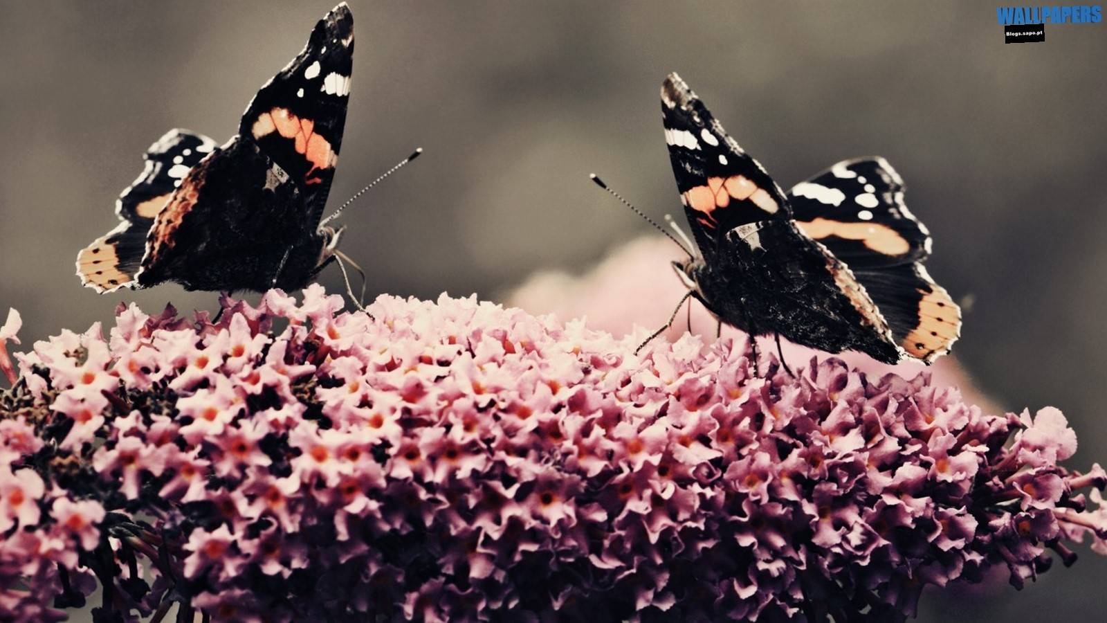 Two Beautiful Butterflies Wallpaper - Wallpaper , HD Wallpaper & Backgrounds