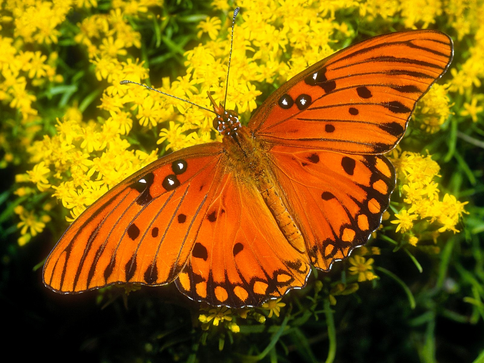 Orange Colored Butterflies , HD Wallpaper & Backgrounds