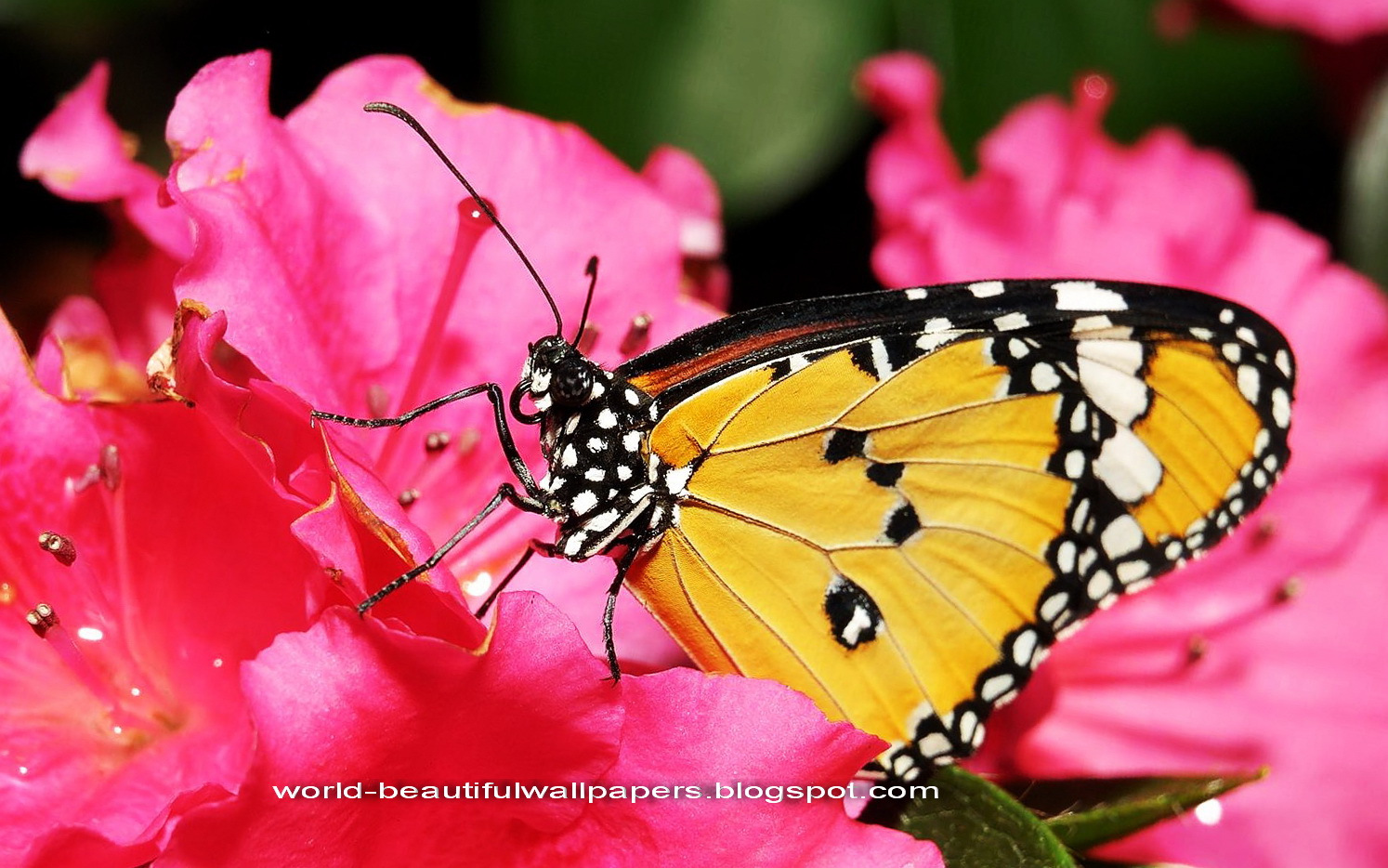 Beautiful Butterflies Wallpaper - Wallpaper , HD Wallpaper & Backgrounds