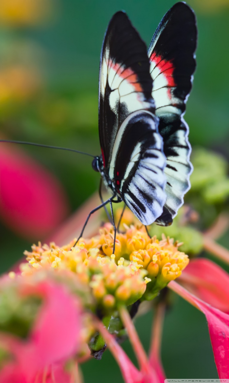 Beautiful Flower Butterfly Mobile Wallpaper Hd , HD Wallpaper & Backgrounds