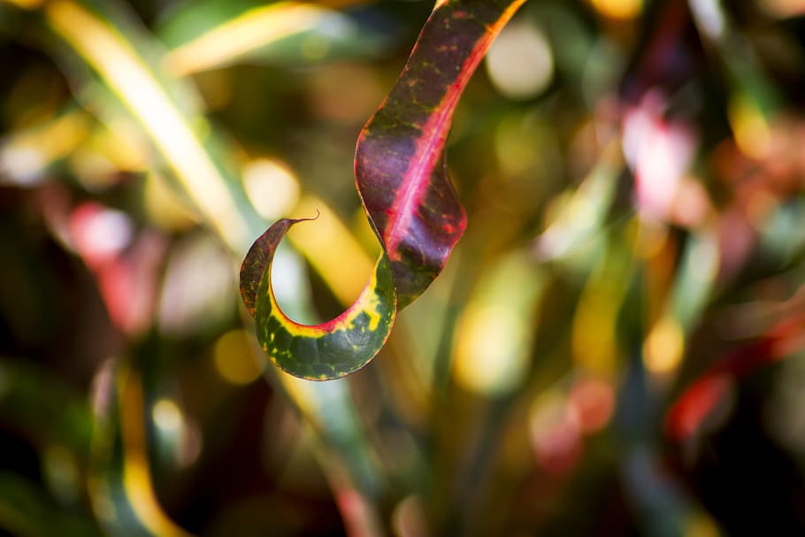 Haiti, Marfranc, Yellow, Curly, Leaves, Foliage, Tropical, - Macro Photography , HD Wallpaper & Backgrounds