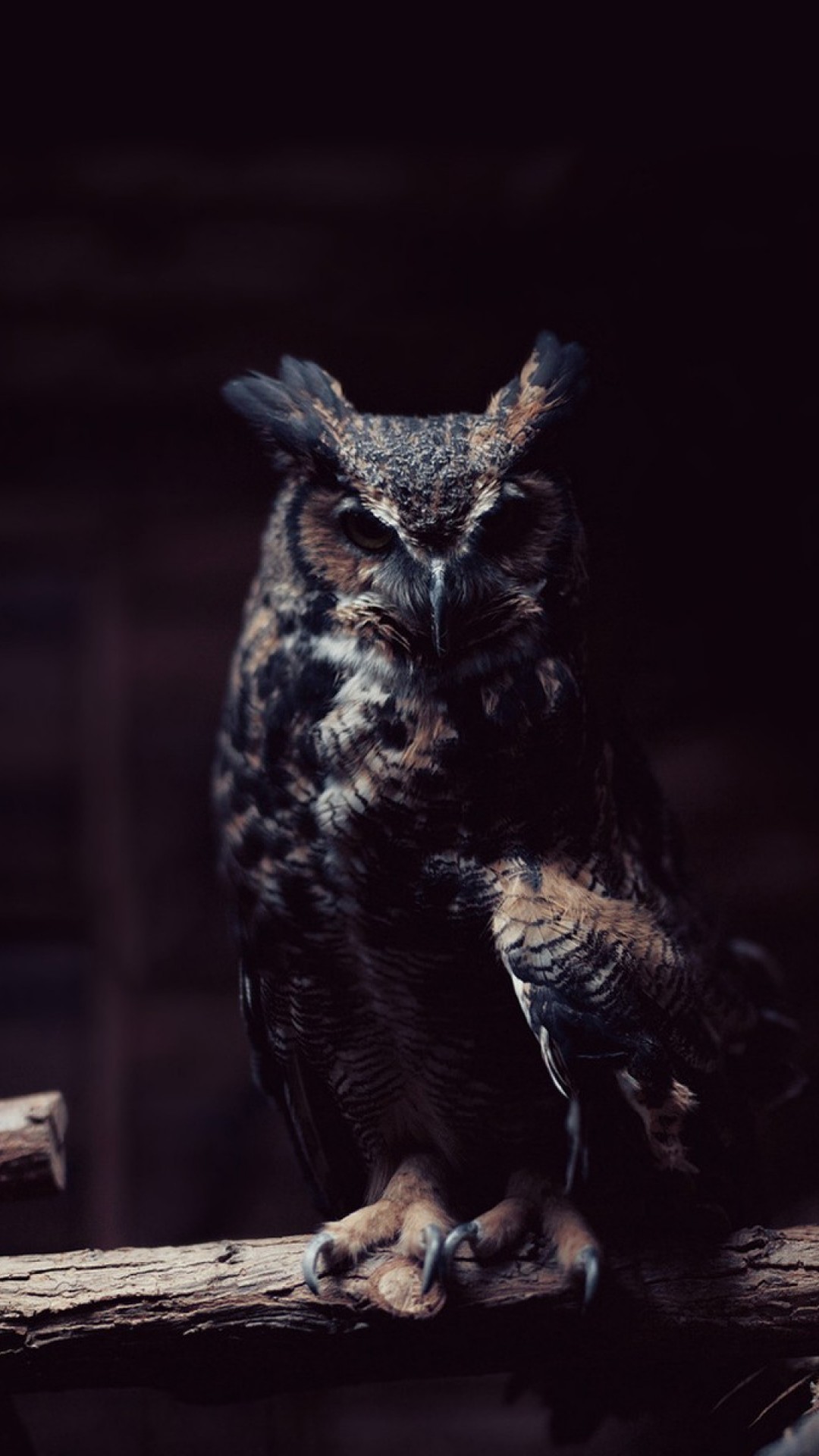 Great Horned Owl Aesthetic , HD Wallpaper & Backgrounds