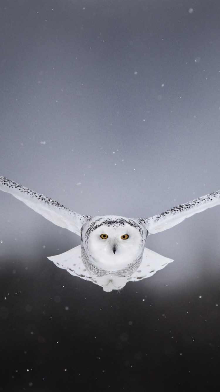 Flying Snow Owl Tattoo , HD Wallpaper & Backgrounds