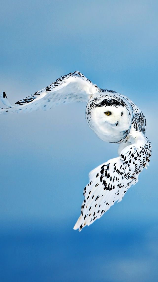 Owl Iphone5 Wallpaper Owl Pictures, Birds, Animals - Beautiful Picture In Wildlife , HD Wallpaper & Backgrounds
