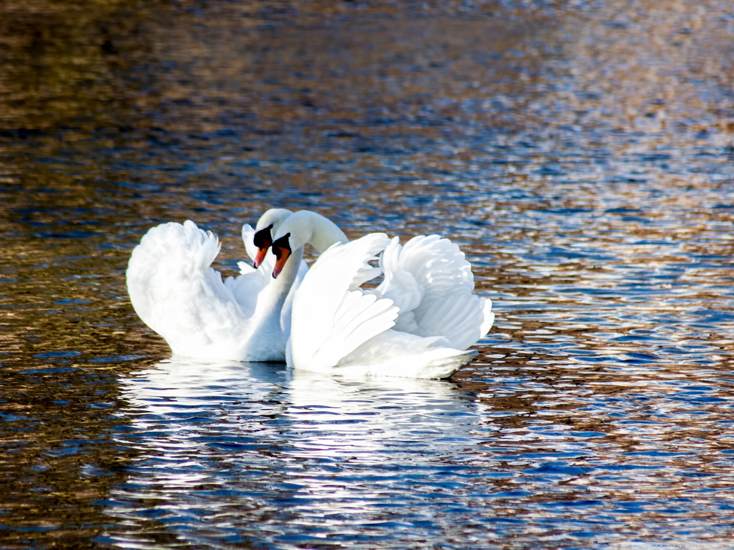 Swan Love , HD Wallpaper & Backgrounds