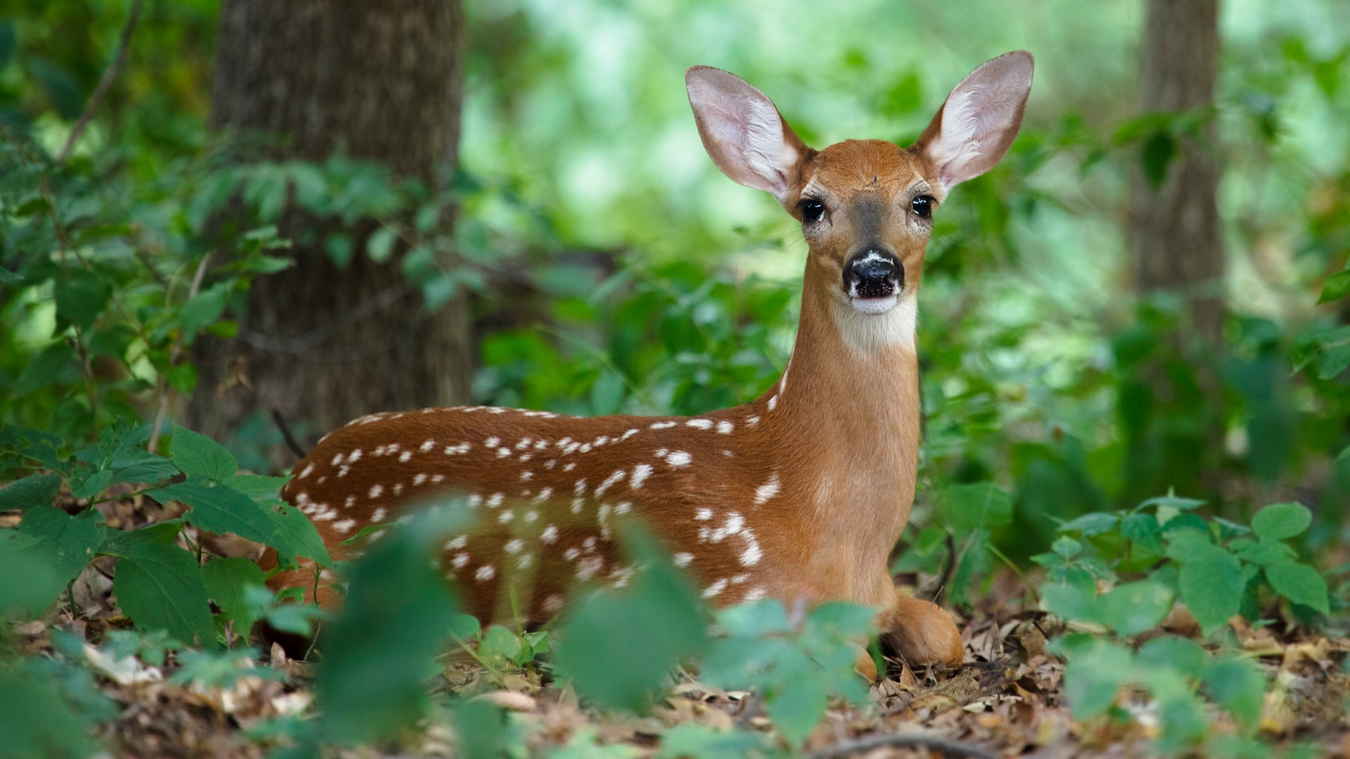 A White-tailed Deer Fawn Hiding In The Woods, Ames, - Windows 10 Spotlight Wallpaper Deer , HD Wallpaper & Backgrounds
