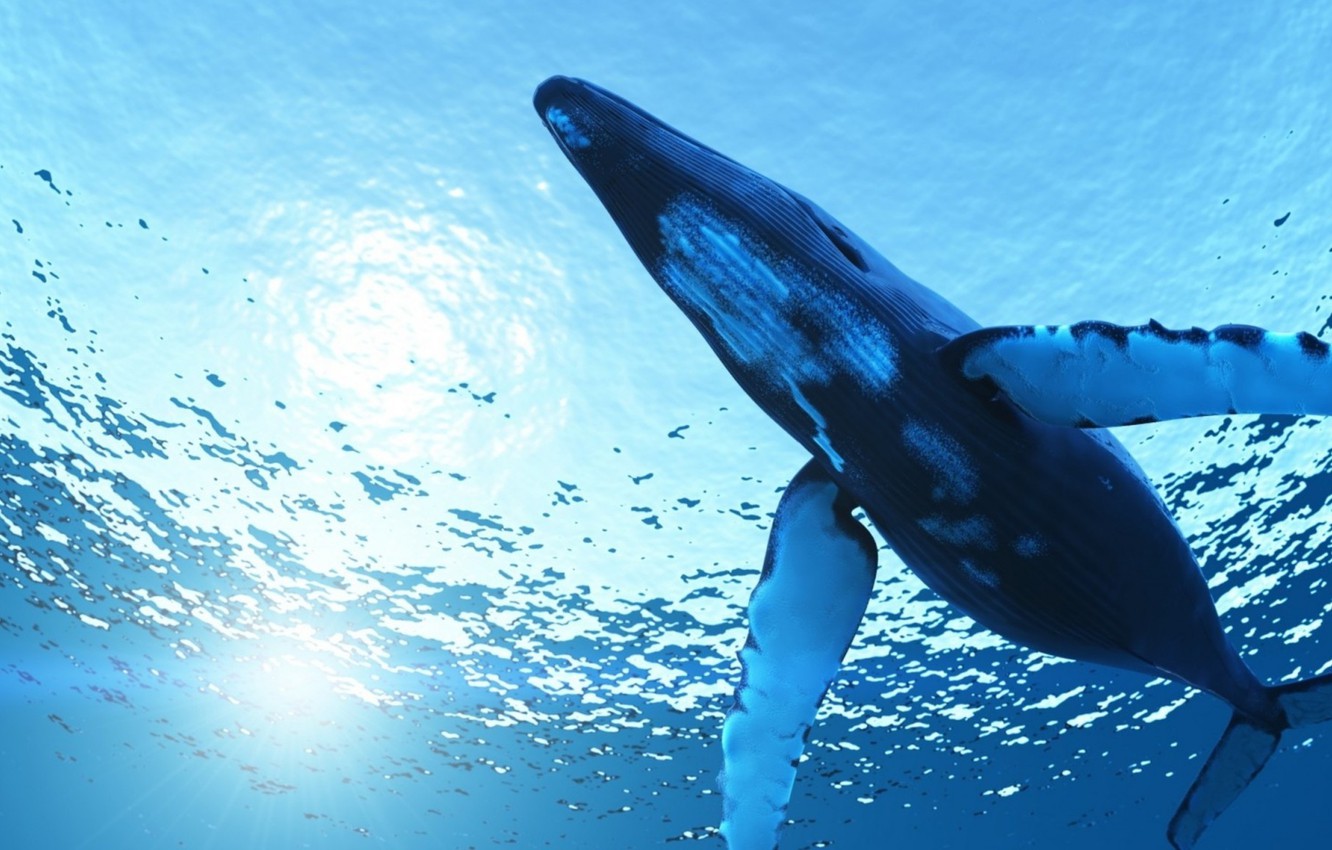 Photo Wallpaper Ocean, Clean Water, Blue Whale , HD Wallpaper & Backgrounds