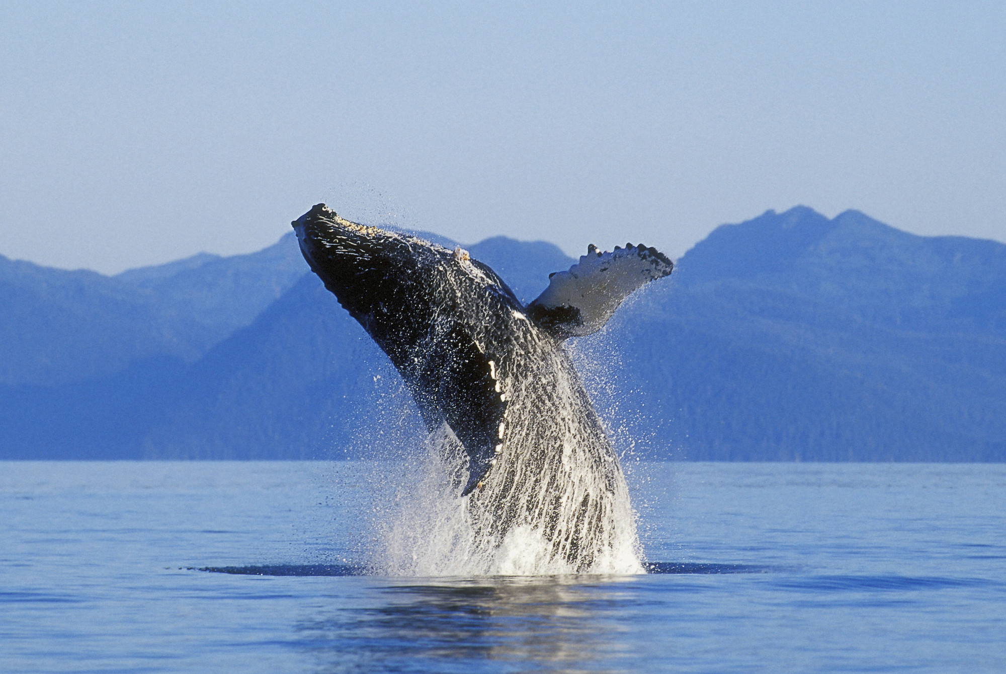 Humpback Whale Breaching Wall Mural 
 Data Src Cool - Cool Blue Whale , HD Wallpaper & Backgrounds