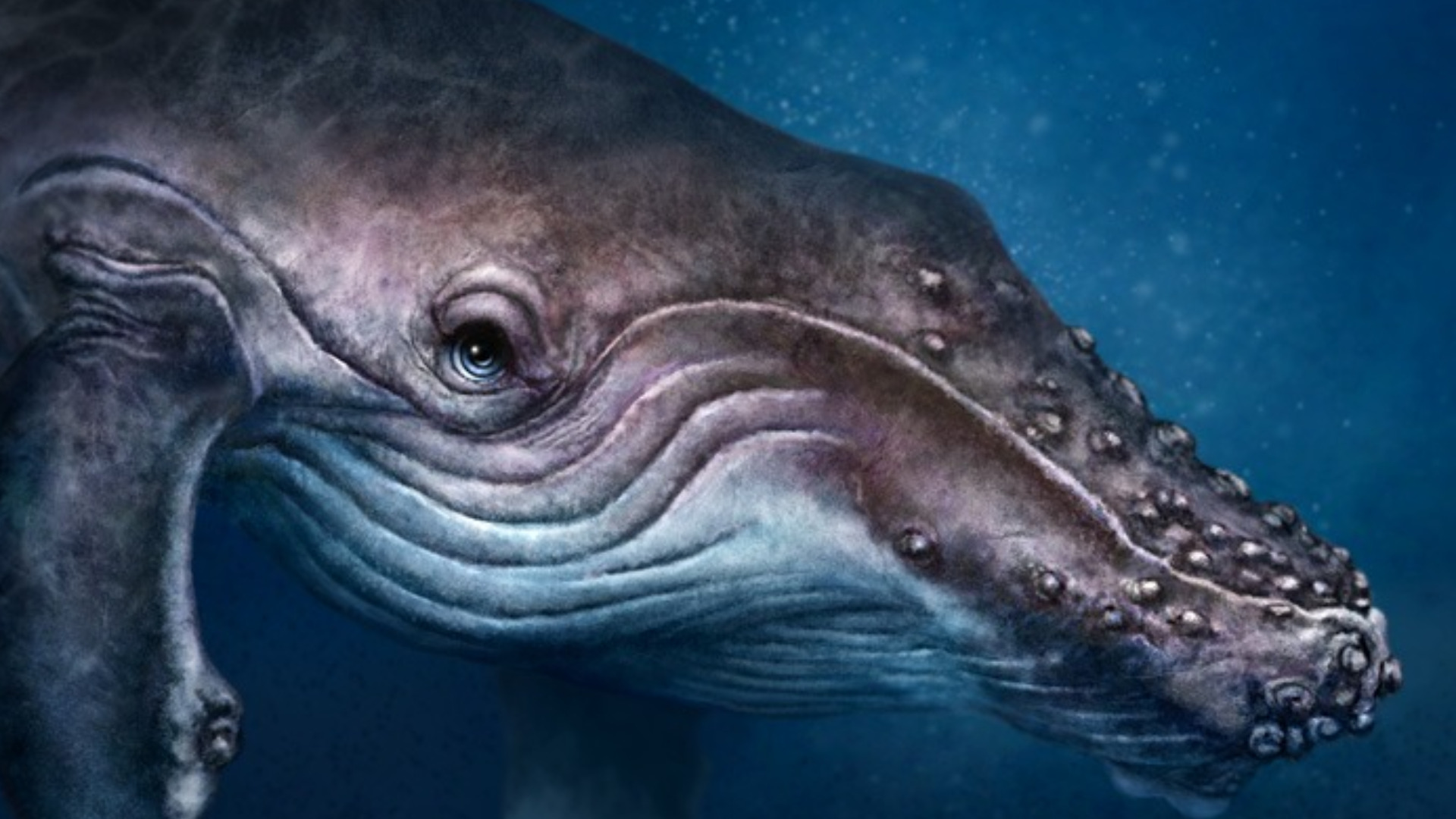Whale Wallpaper For Desktop - Blue Whale High Resolution Full , HD Wallpaper & Backgrounds