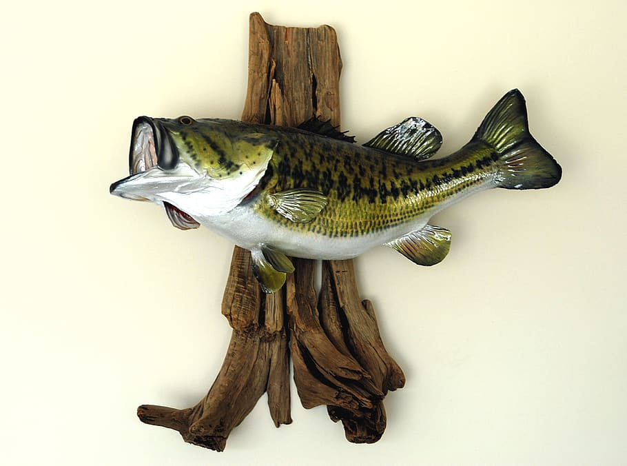 Large Mouth, Bass, Mounted, Taxidermy, Fish, Fishing, - Largemouth Bass Wall Decor , HD Wallpaper & Backgrounds