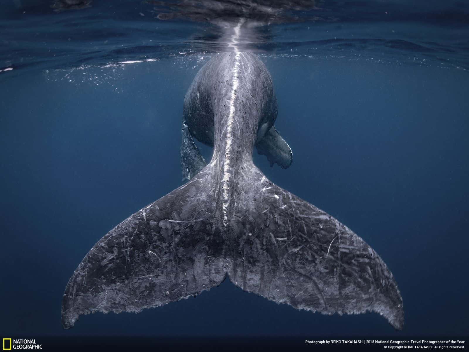 Humpback Whale - National Geographic , HD Wallpaper & Backgrounds