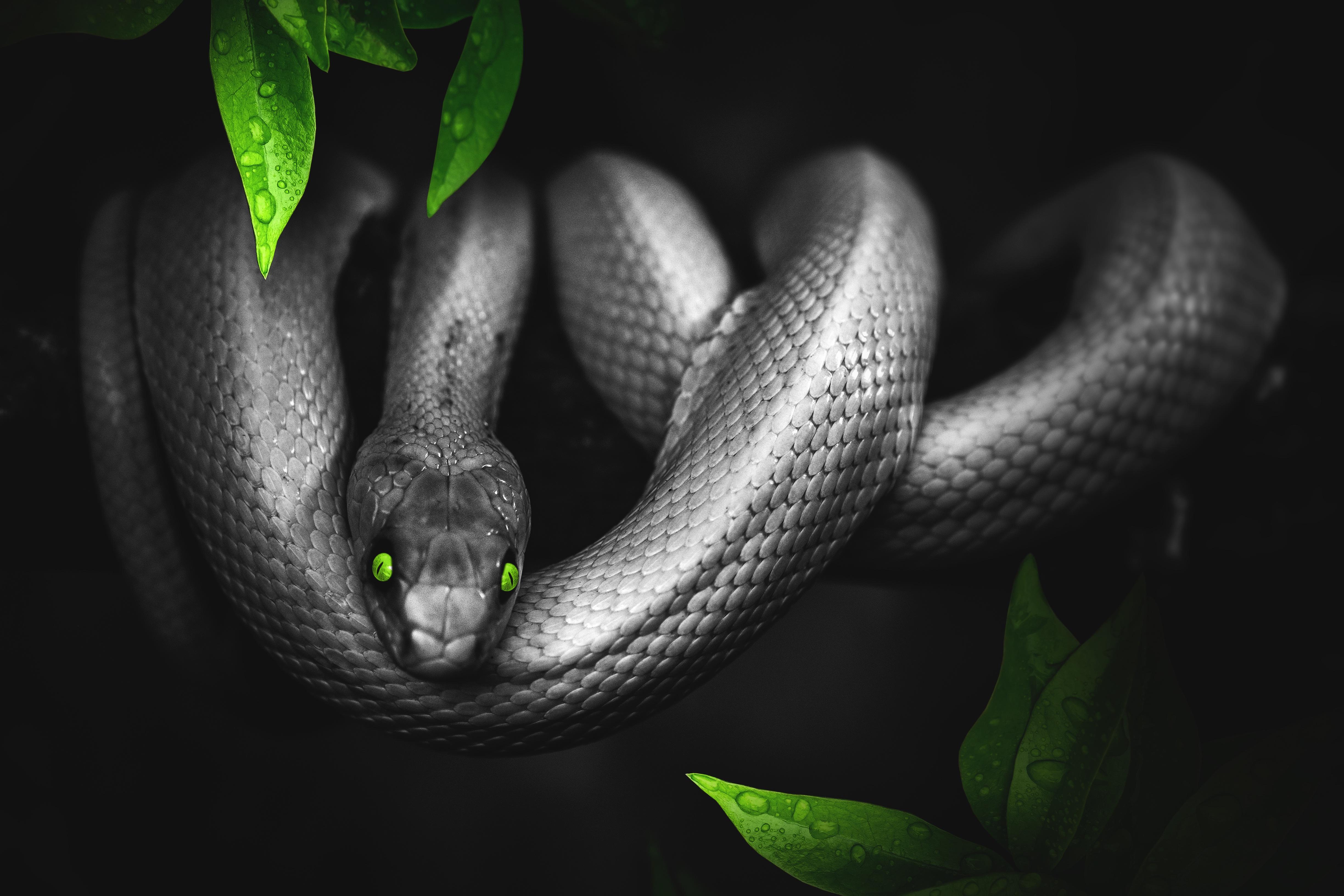 Ular, Photoshop, Daun, Mata, Reptil - Snake Hd , HD Wallpaper & Backgrounds