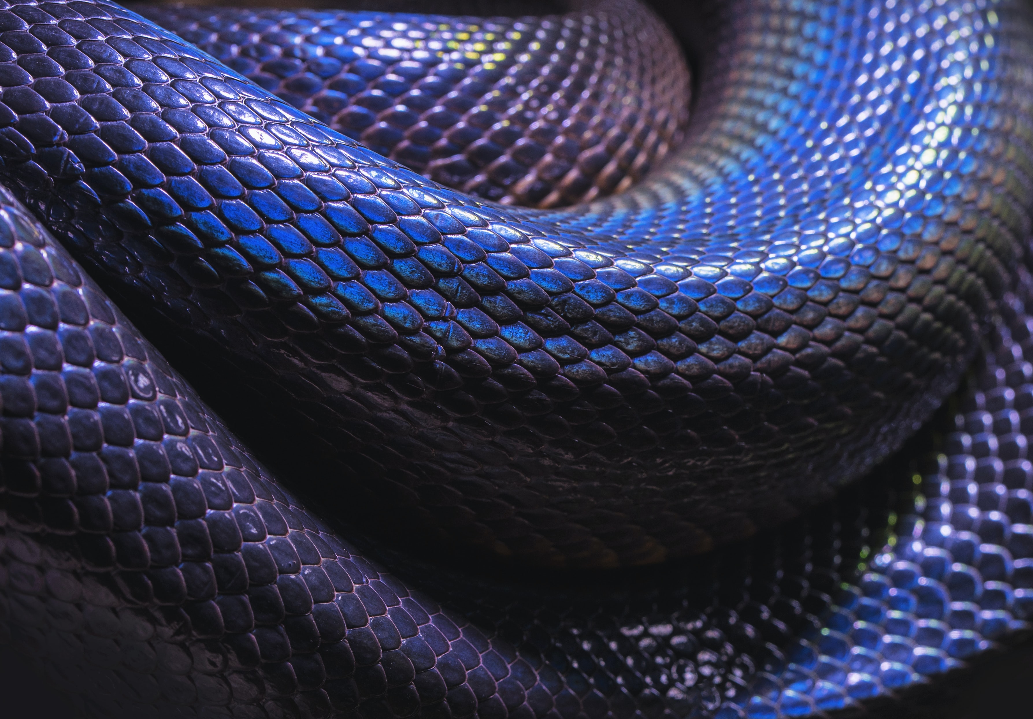 Top 1 Dangerous Snake In The World , HD Wallpaper & Backgrounds