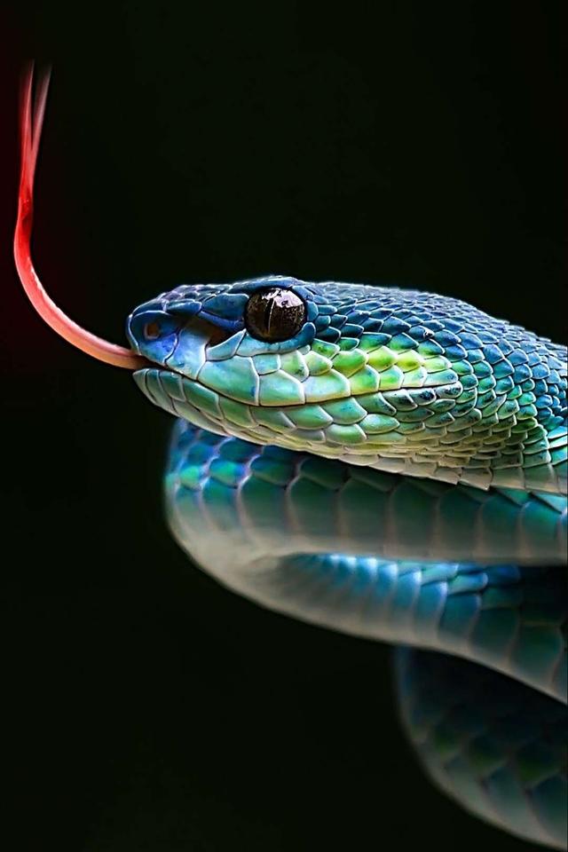 Snakes Background , HD Wallpaper & Backgrounds