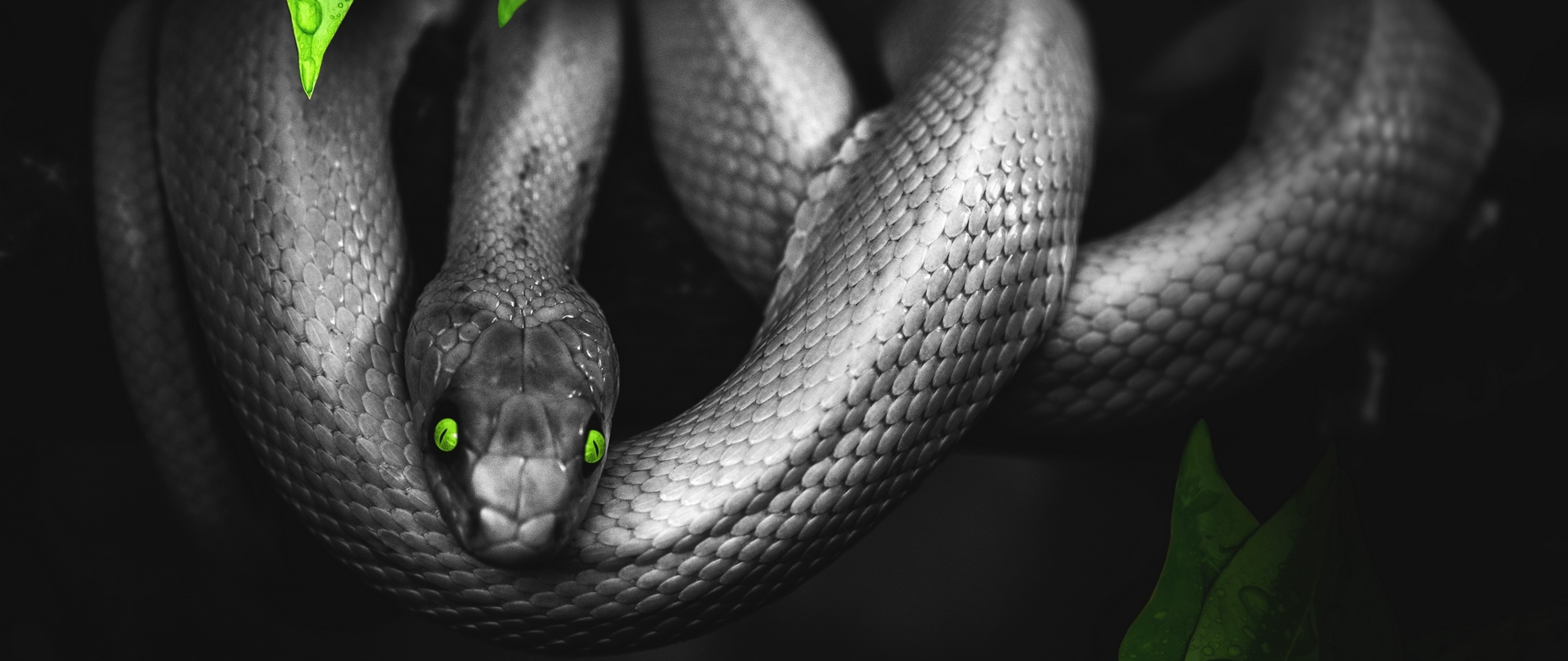 Happy Birthday Card With Snakes , HD Wallpaper & Backgrounds