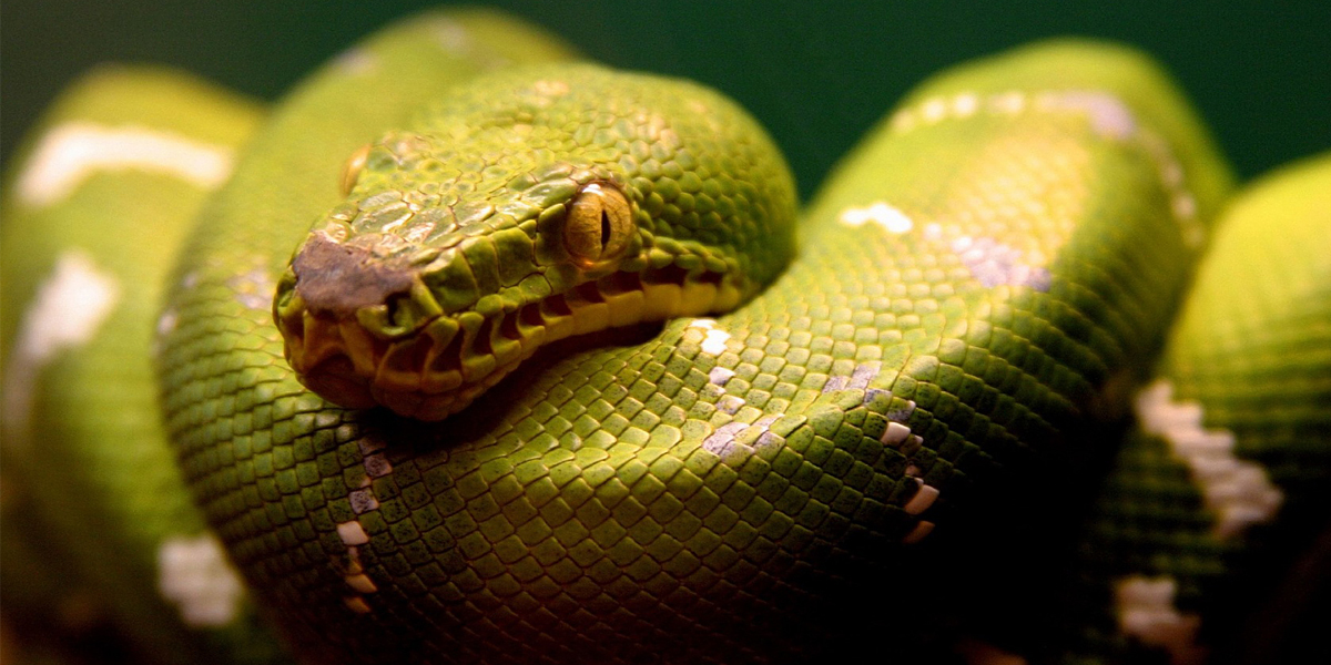 Hd Wallpaper - Green Tree Python Black And White , HD Wallpaper & Backgrounds