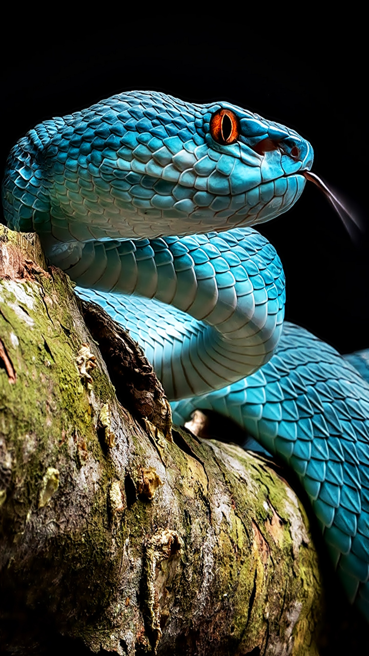 Snake Blue Pit Viper , HD Wallpaper & Backgrounds
