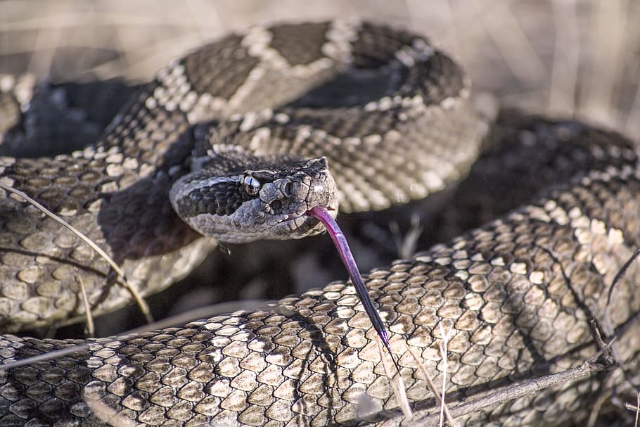 Selective Focus Photography Of Black And Gray Snake, - Rattle Snakes , HD Wallpaper & Backgrounds