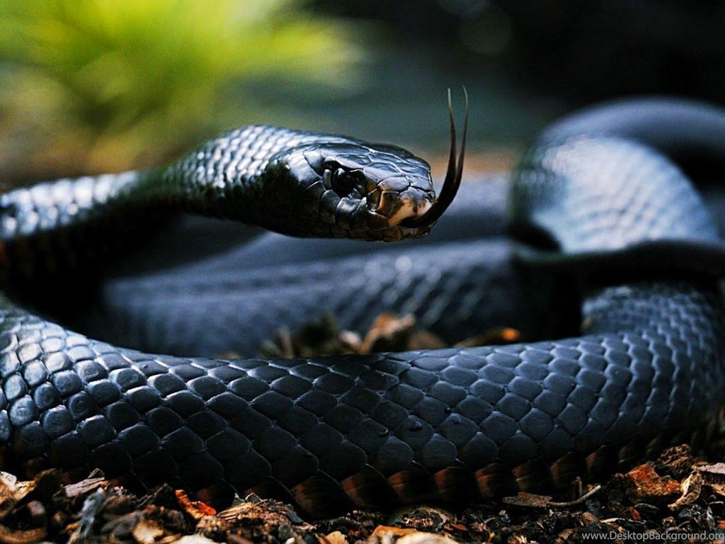 King Cobra Snake Hd Wallpapers - Black Mamba Mozambique Spitting Cobra , HD Wallpaper & Backgrounds