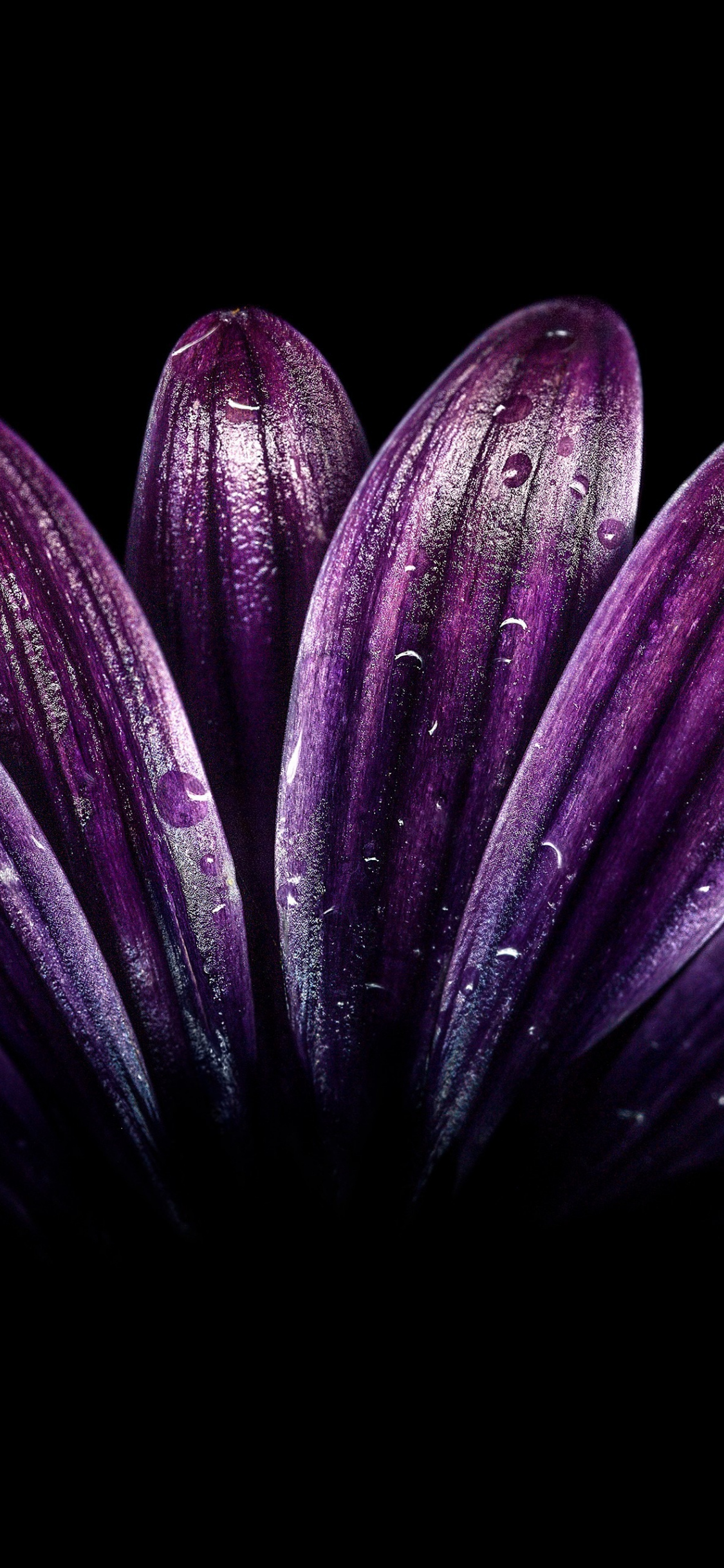 Flowery Background Dark Purple , HD Wallpaper & Backgrounds