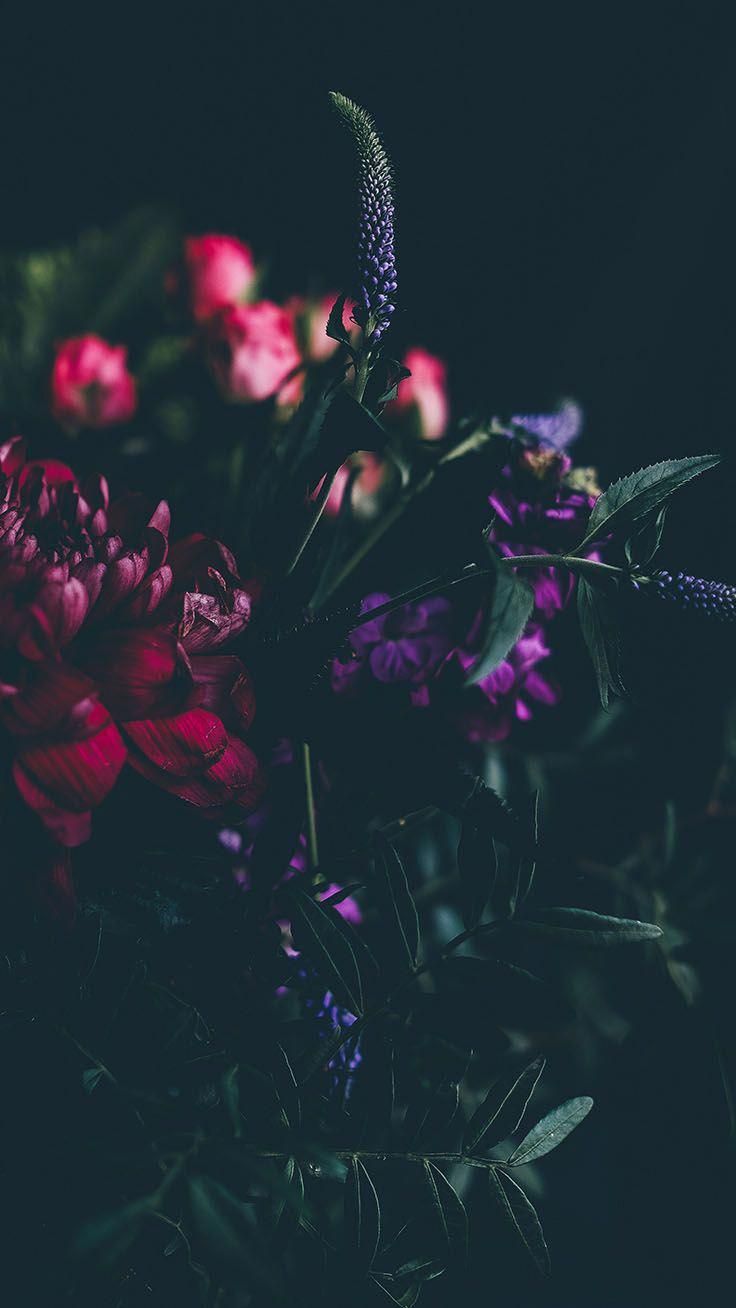 Violet, Purple, Red, Flower, Pink, Plant, Iphone Wallpaper - ايات قرأنية عن المغفرة , HD Wallpaper & Backgrounds