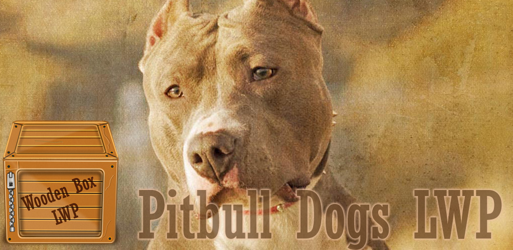 American Pit Bull Terrier , HD Wallpaper & Backgrounds