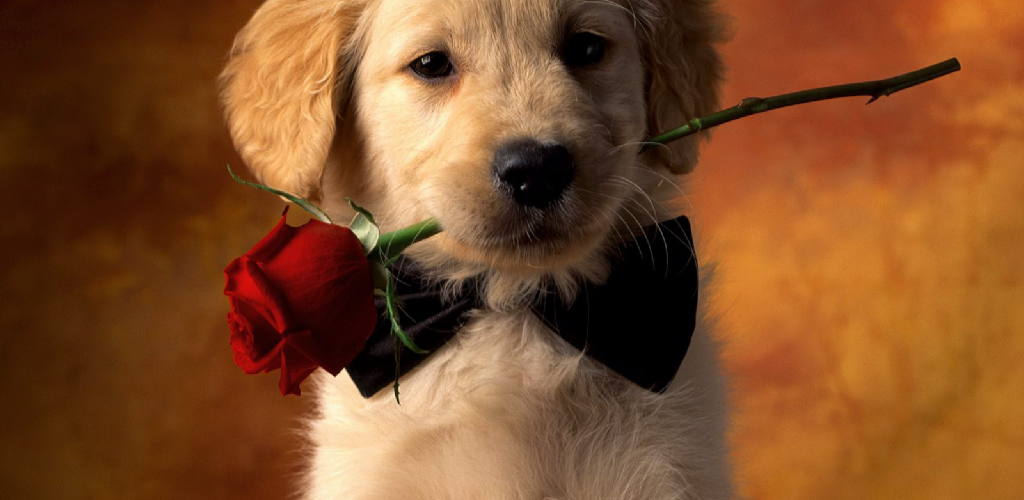 Puppy For Valentines Day Meme , HD Wallpaper & Backgrounds