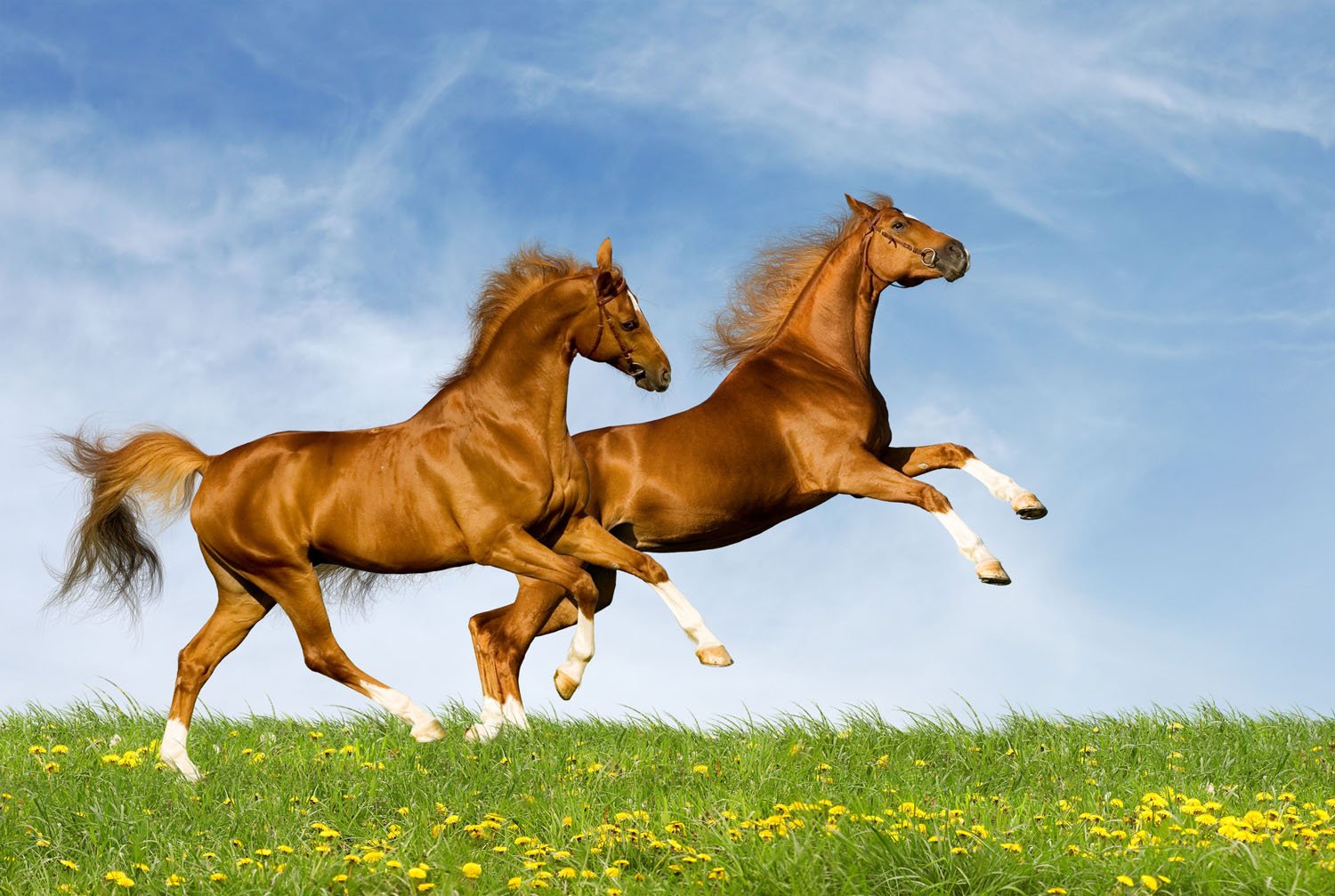 Horses Nature , HD Wallpaper & Backgrounds