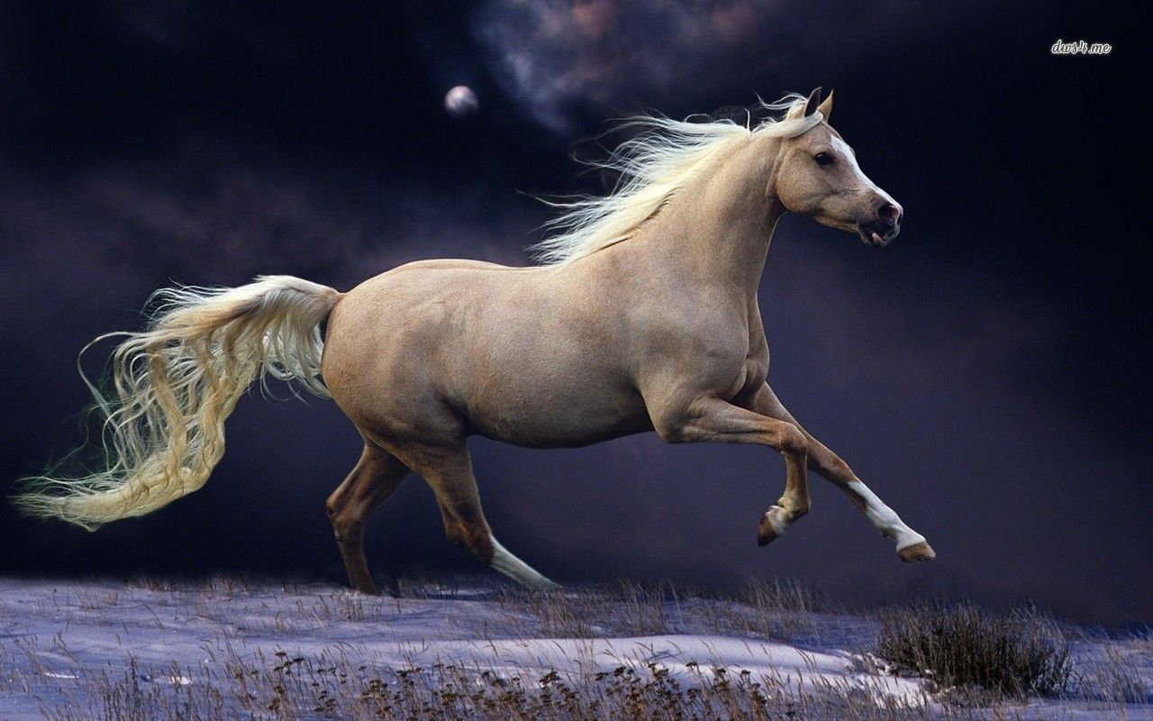 Running Horse , HD Wallpaper & Backgrounds