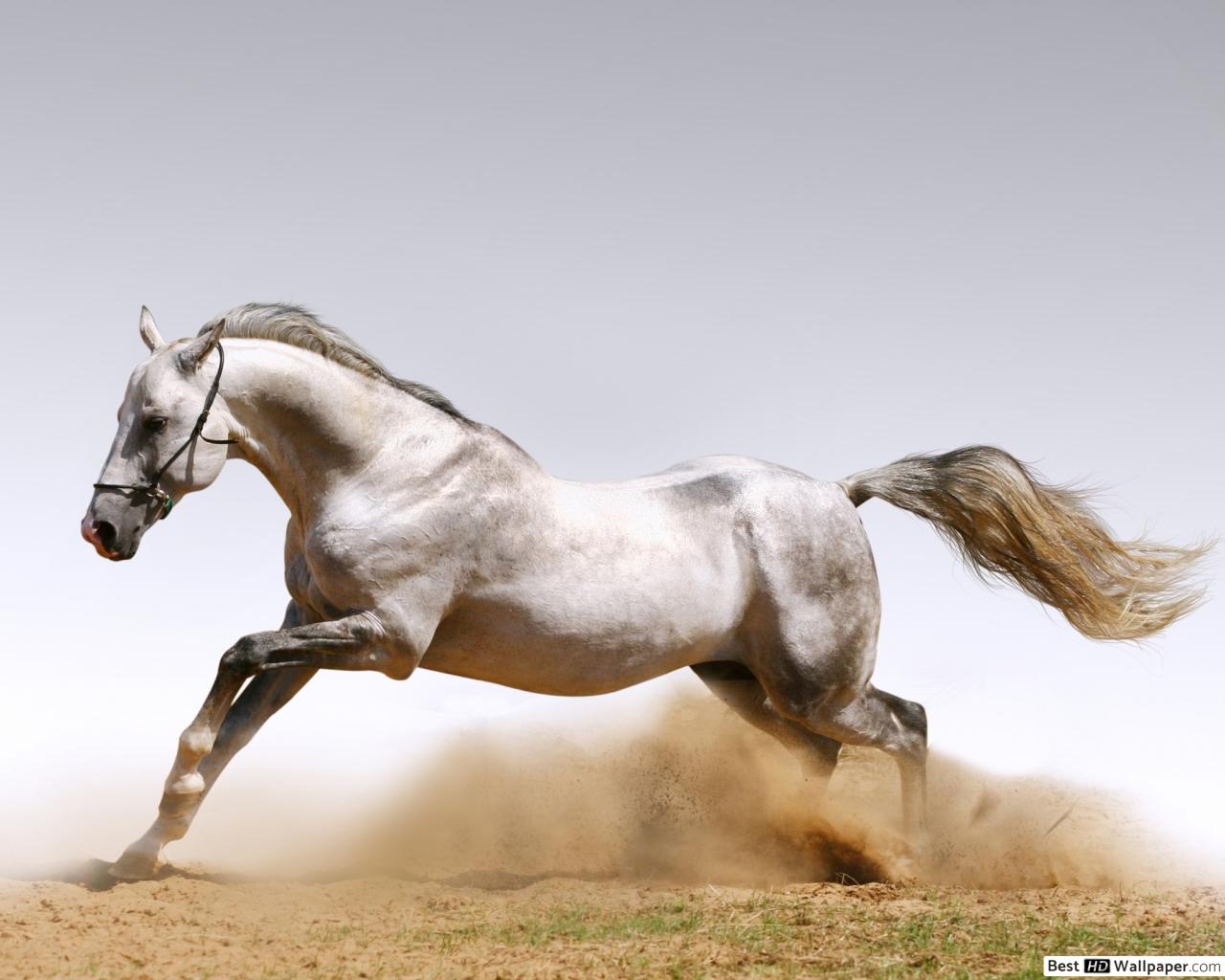 Horse Super , HD Wallpaper & Backgrounds