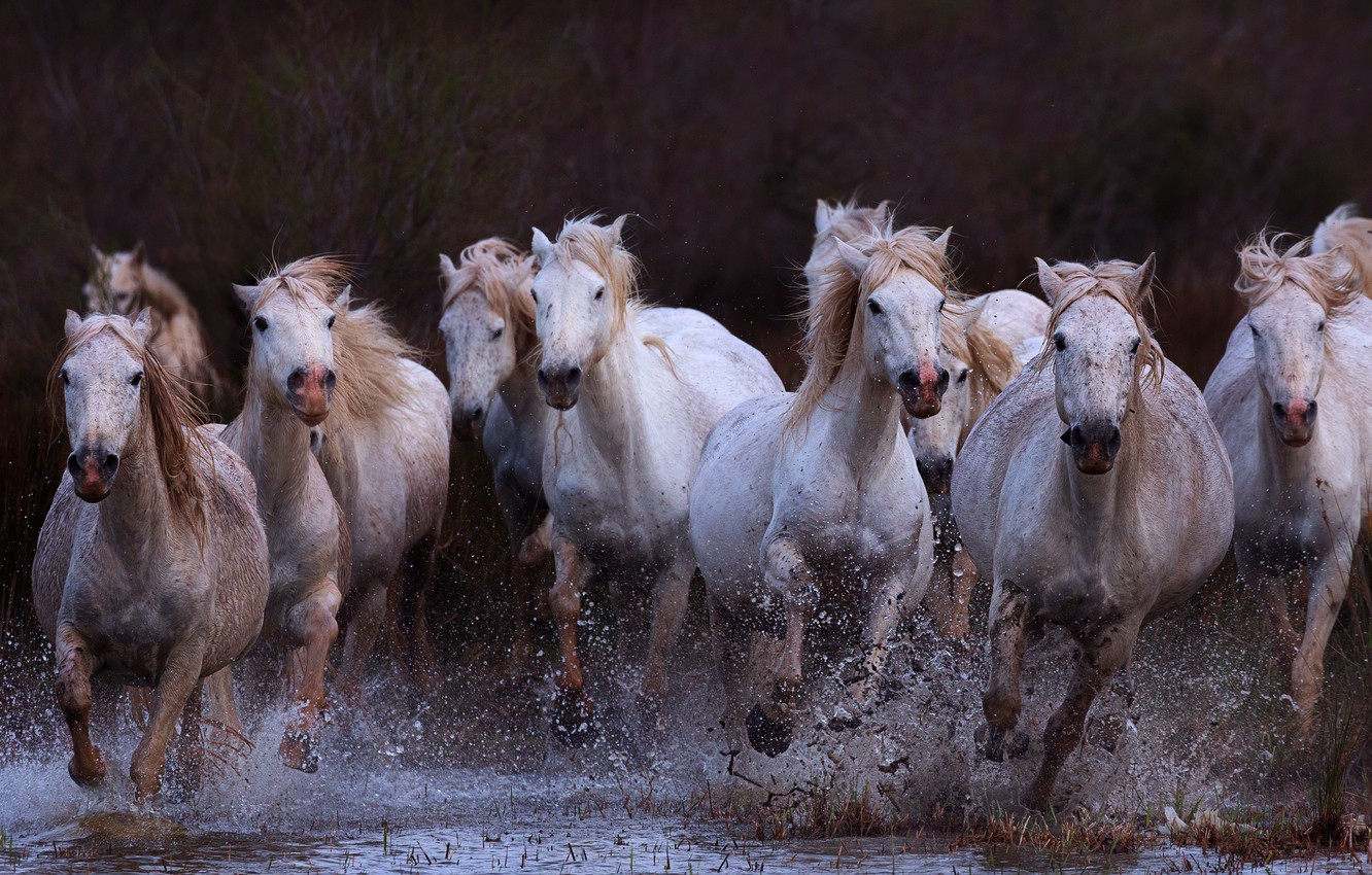 Photo Wallpaper Look, Drops, Squirt, Branches, Nature, - Stallion , HD Wallpaper & Backgrounds