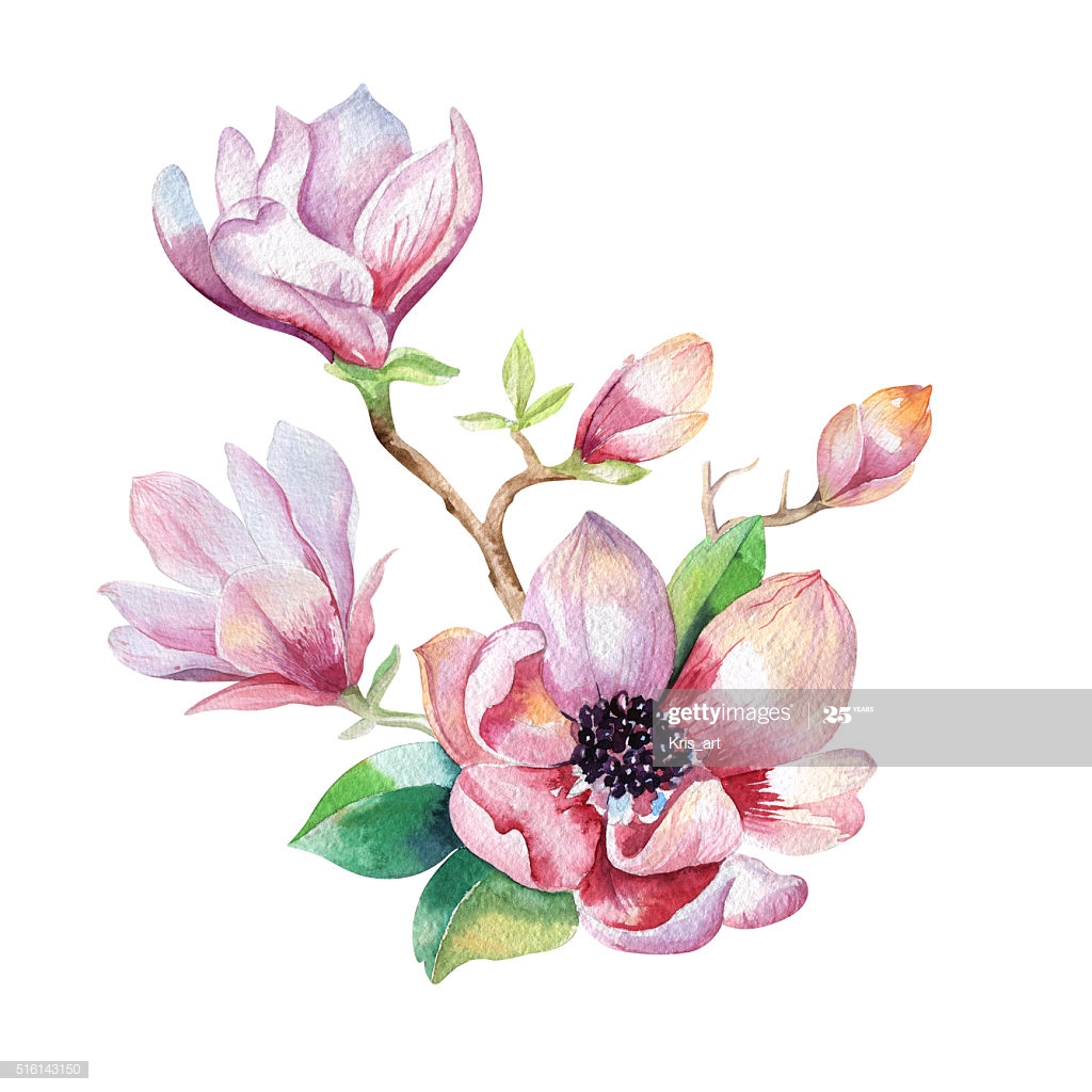 Watercolor Magnolia Flower Clipart , HD Wallpaper & Backgrounds