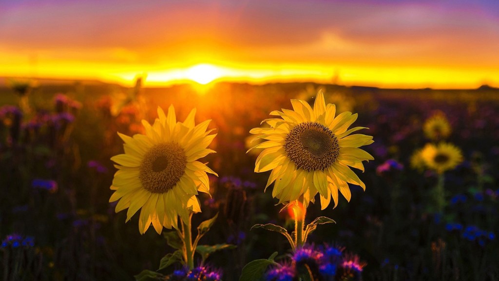 Desktop Wallpaper Sunflower Sunset , HD Wallpaper & Backgrounds