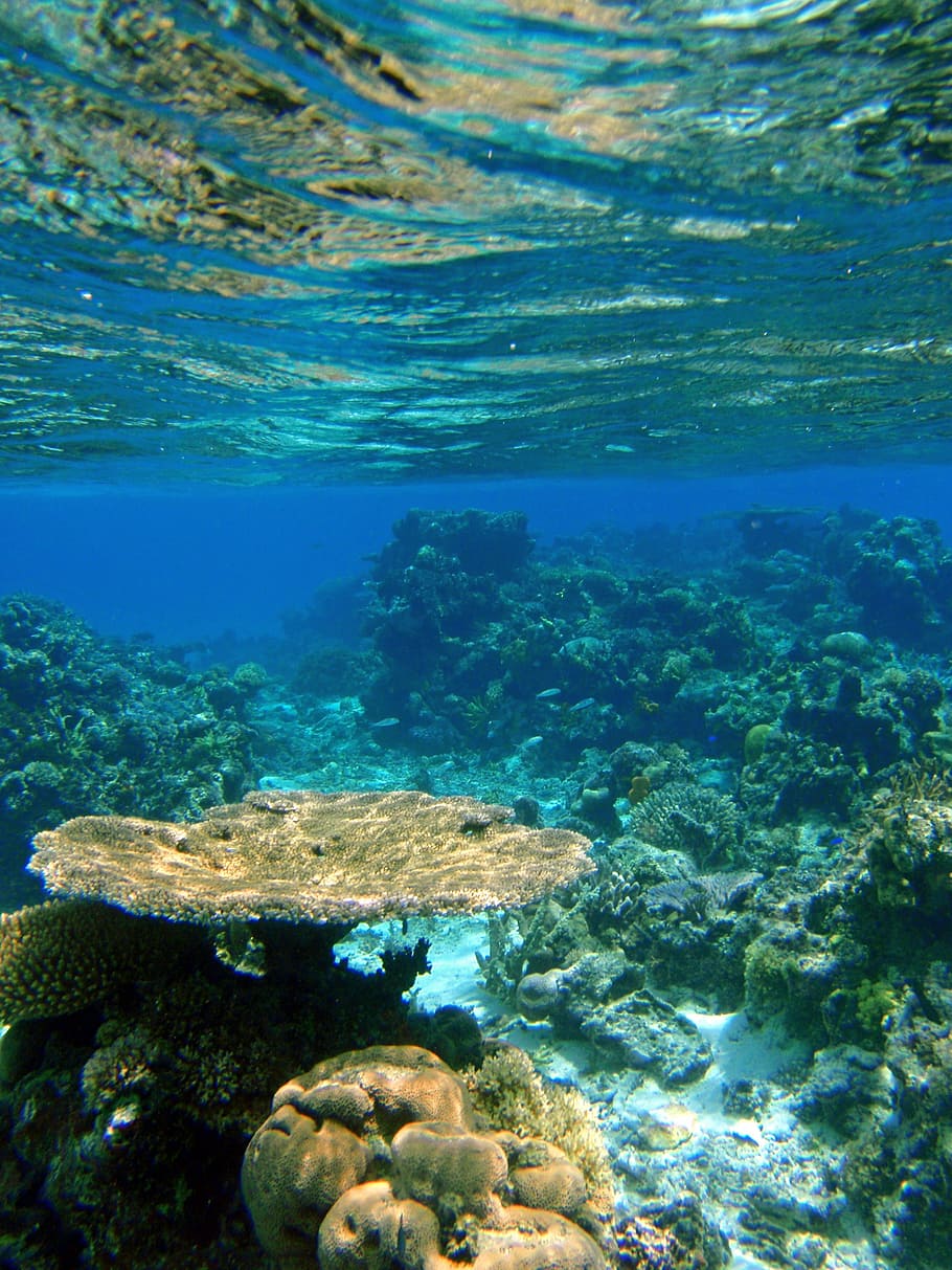Underwater Photography Of Corals, Fiji, Reef, Tropical, - Underwater Tropical Ocean , HD Wallpaper & Backgrounds