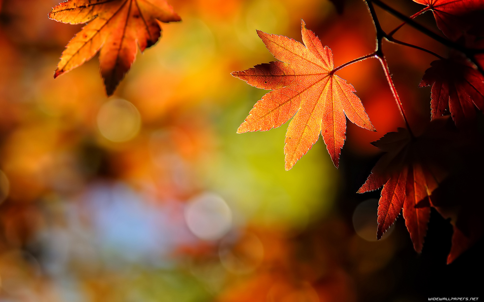 Autumn Leaves Wallpaper Hd - Maple Leaves Wallpaper 4k , HD Wallpaper & Backgrounds