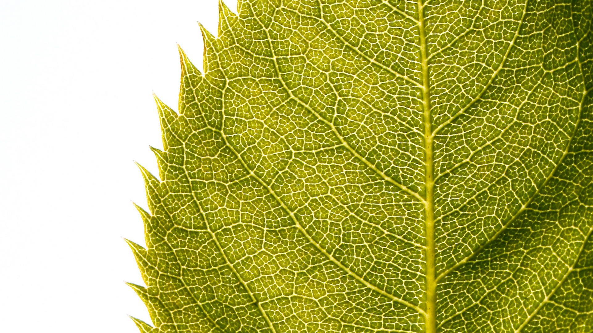 High Quality Leaf Wallpaper - Hd Leaf Background Portrait , HD Wallpaper & Backgrounds