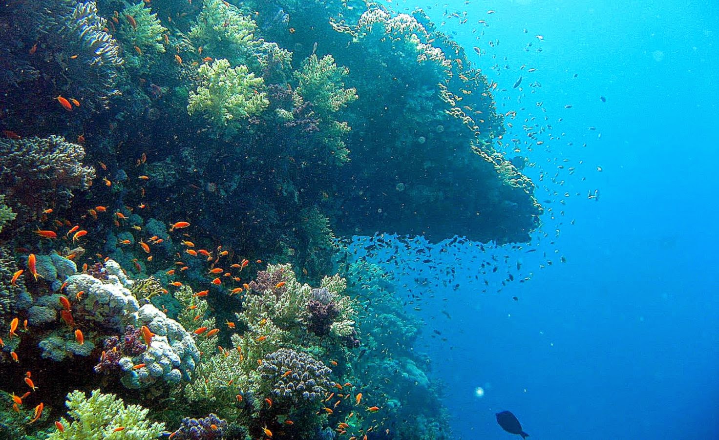 Wallpaper Calm Sea Underwater Wallpaper Hd Skilal - Ocean Wallpaper Underwater , HD Wallpaper & Backgrounds