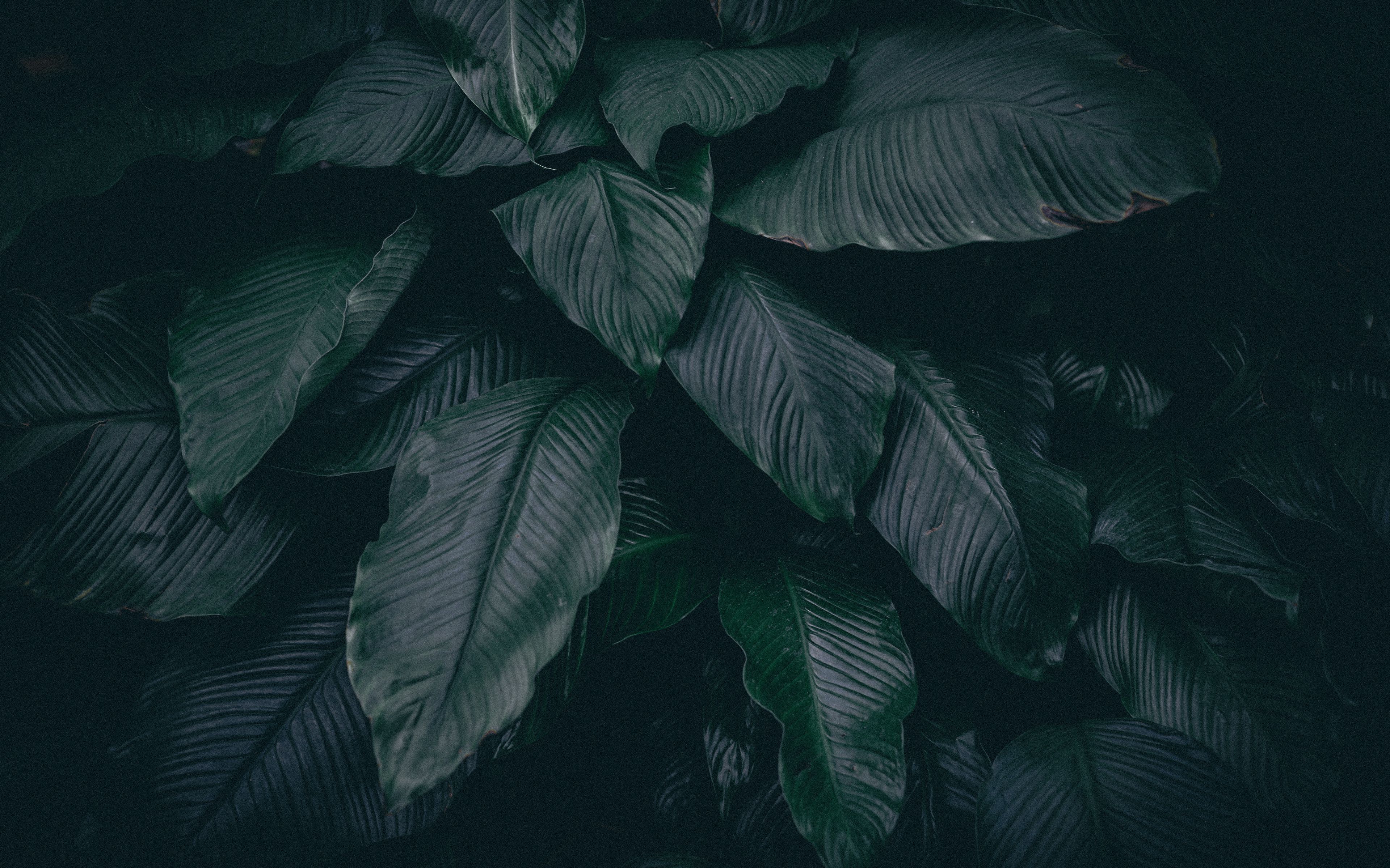 Wallpaper Leaves, Plant, Dark - Обои На Айфон 11 , HD Wallpaper & Backgrounds