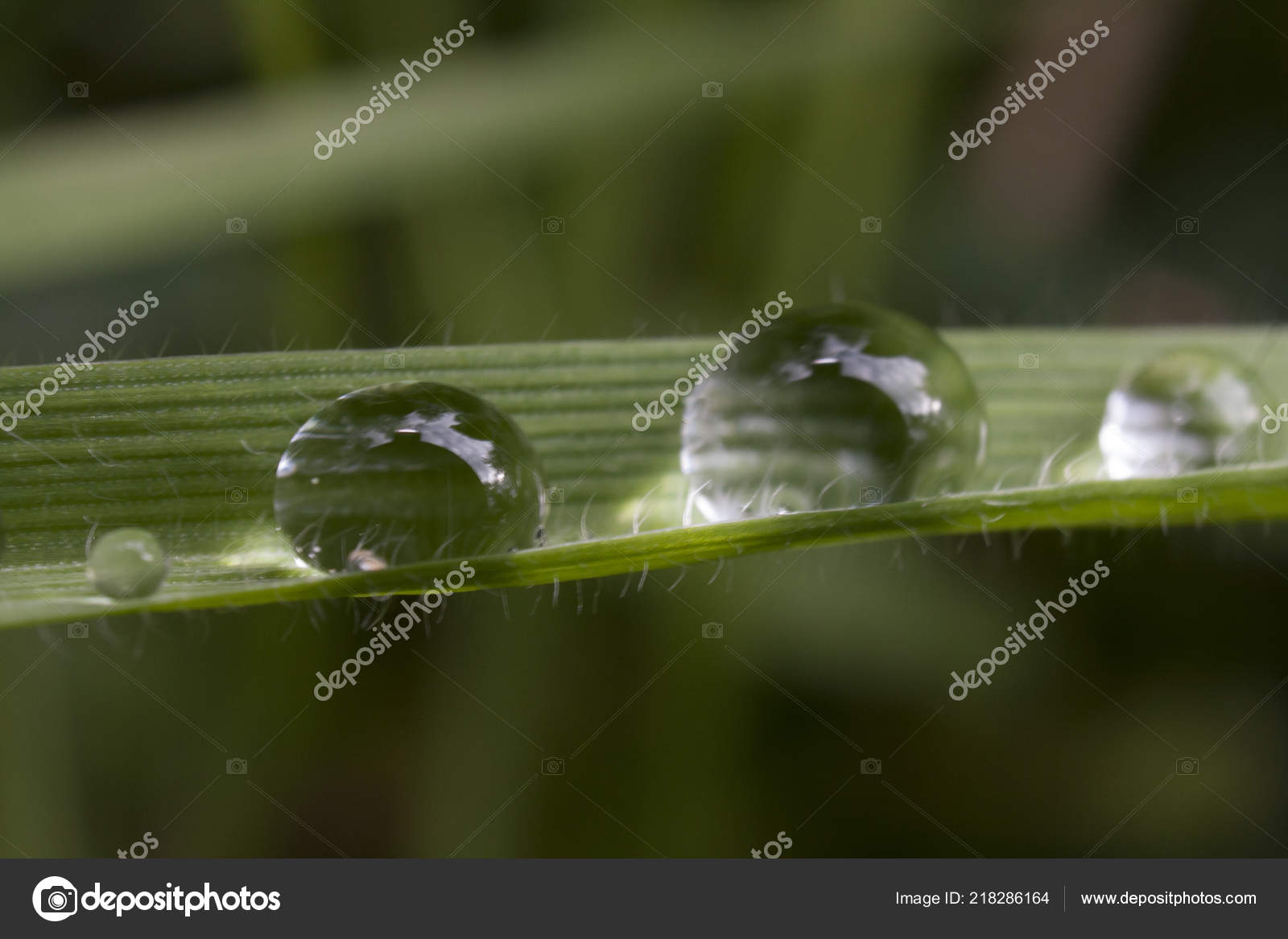 Green Leaf Water Droplets Wallpaper Stock Photo - Dew , HD Wallpaper & Backgrounds