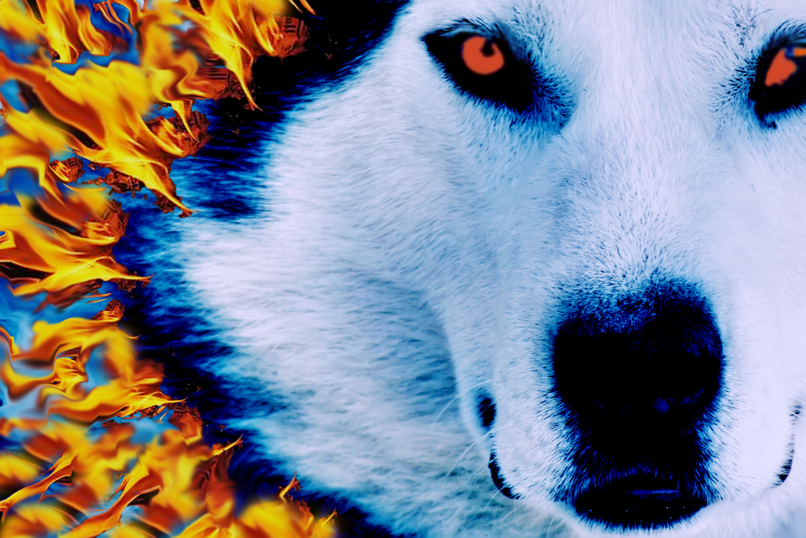 White Wolf , HD Wallpaper & Backgrounds