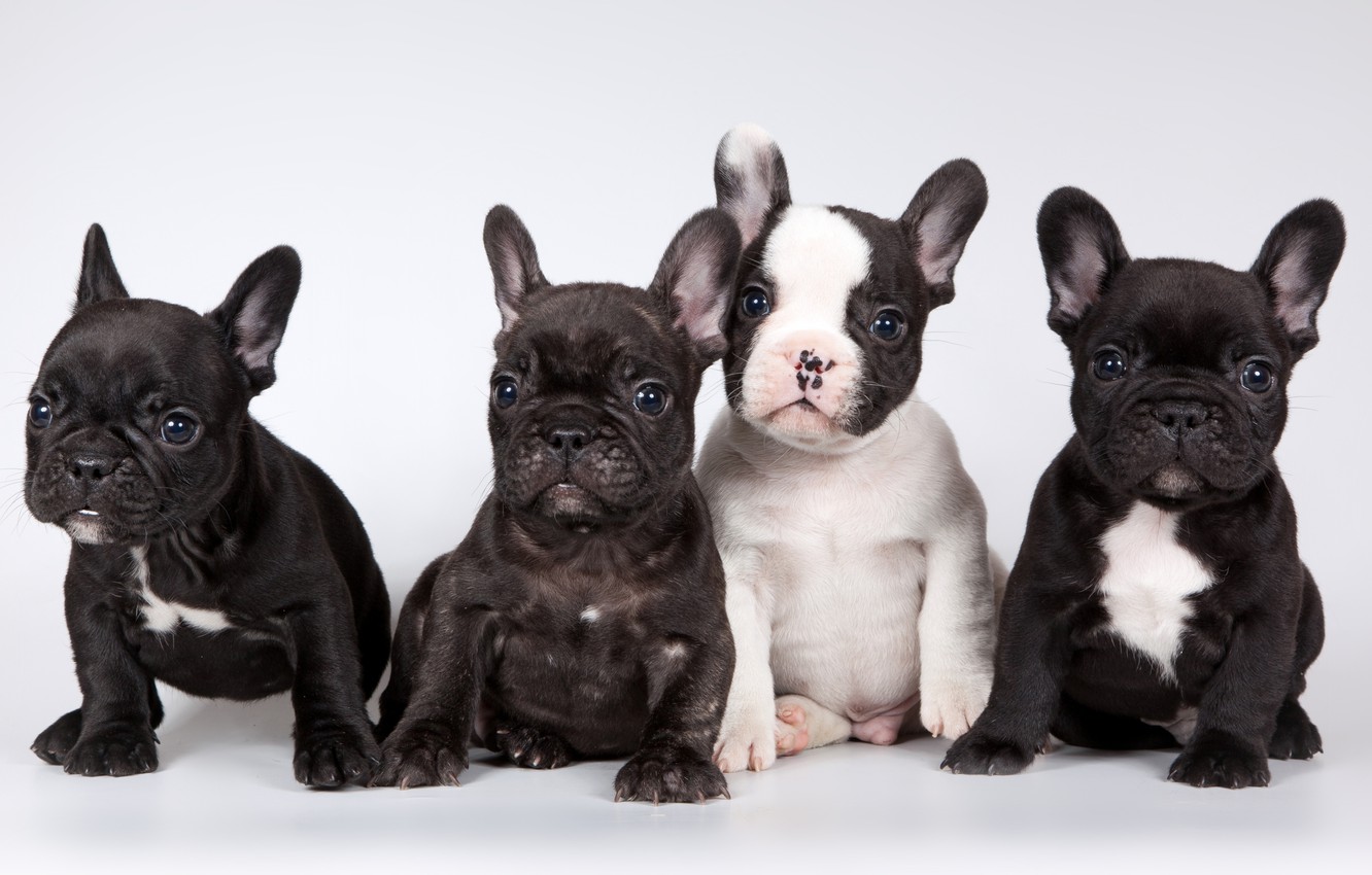 Photo Wallpaper Puppies, French Bulldog, Cute - French Bulldog Desktop Background , HD Wallpaper & Backgrounds