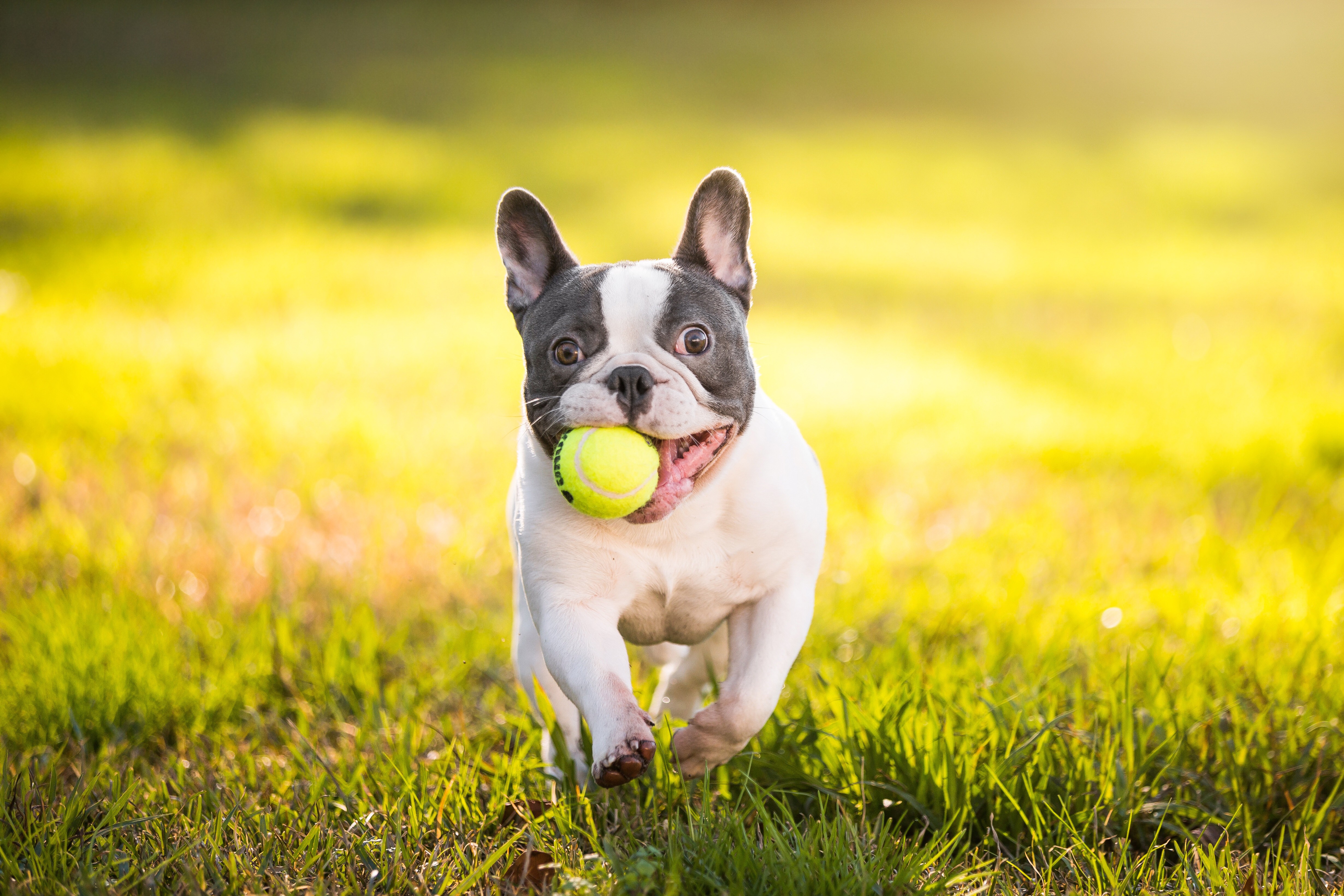 French Bulldog Wallpaper , HD Wallpaper & Backgrounds