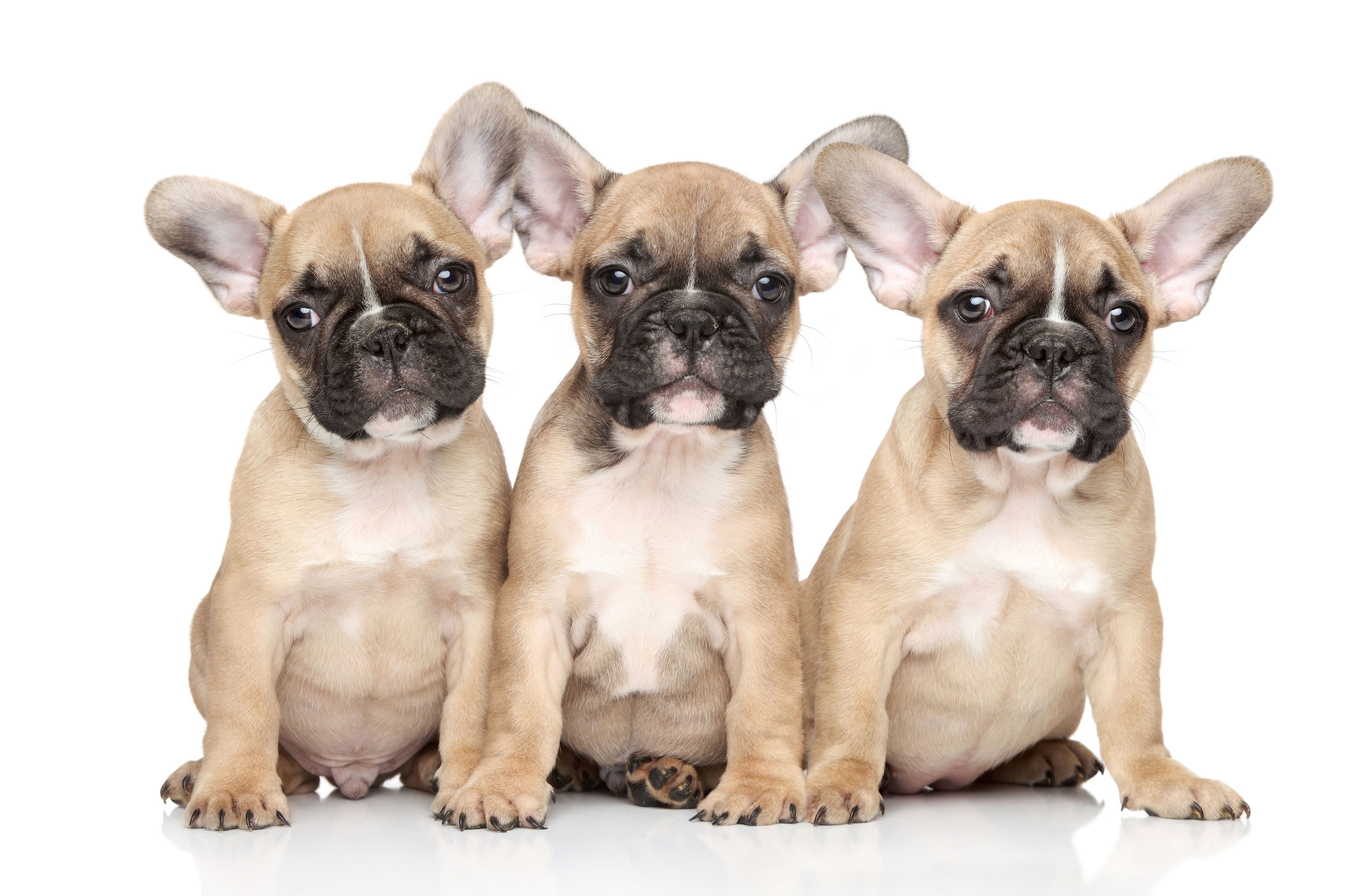 French Bulldog Puppies Wallpaper - French Bulldog Puppy Background , HD Wallpaper & Backgrounds