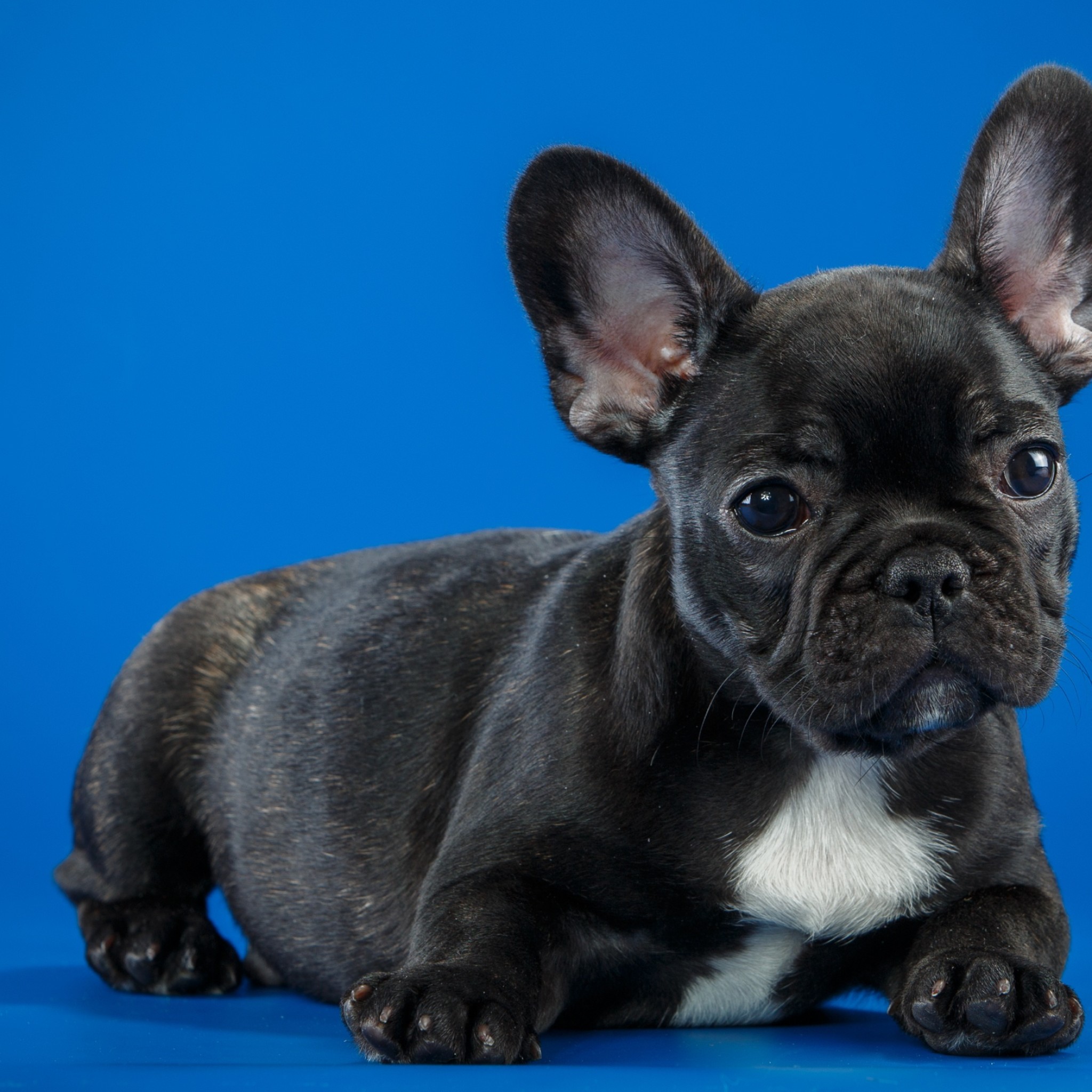Real French Bulldog For Sale In Uae Cheap , HD Wallpaper & Backgrounds