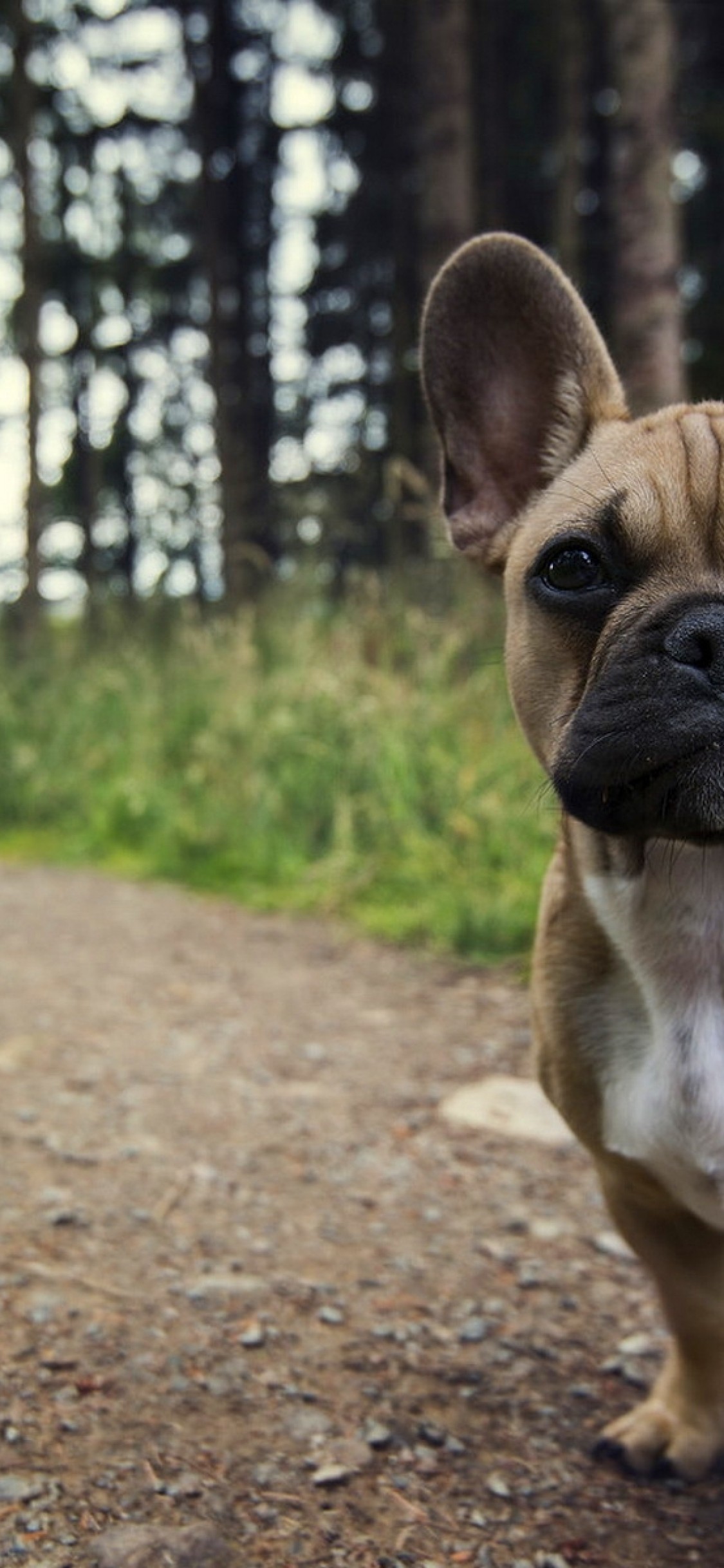 French Bulldog, Looking At Camera, Road, Puppy - French Bulldog Iphone 7 , HD Wallpaper & Backgrounds