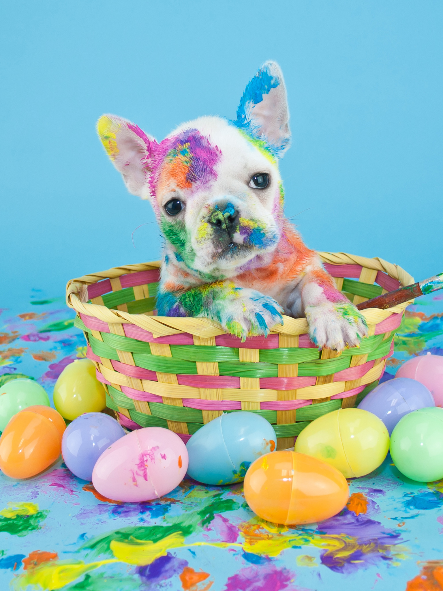 Easter Puppy French Bulldog , HD Wallpaper & Backgrounds