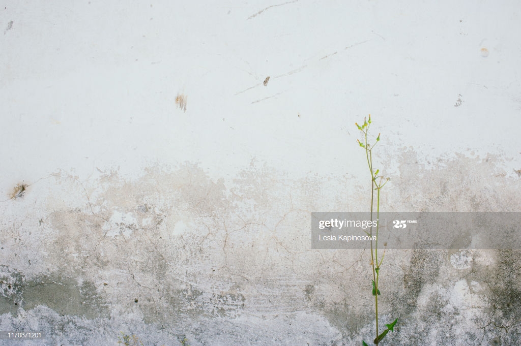 White Grey Old Wall With Shabby Damaged Plaster Cement - Grass , HD Wallpaper & Backgrounds